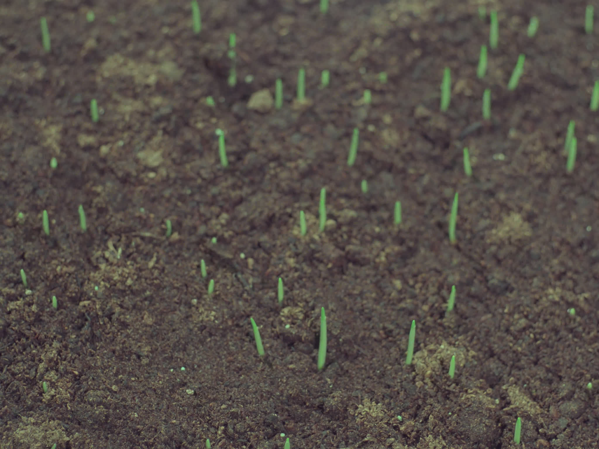 Time Lapse of Barley Shoots Growing