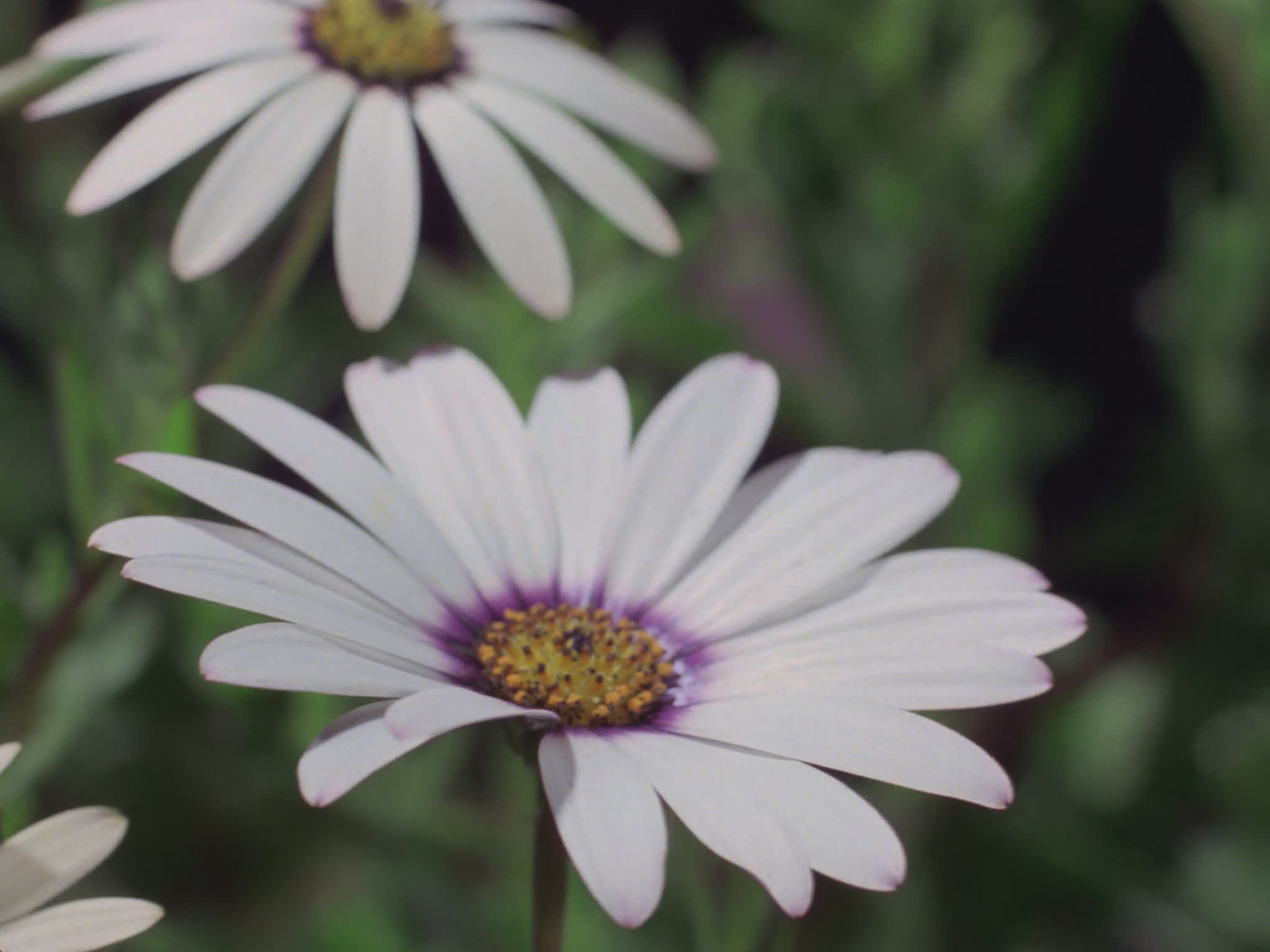 Time Lapse of Marguerite Blooming