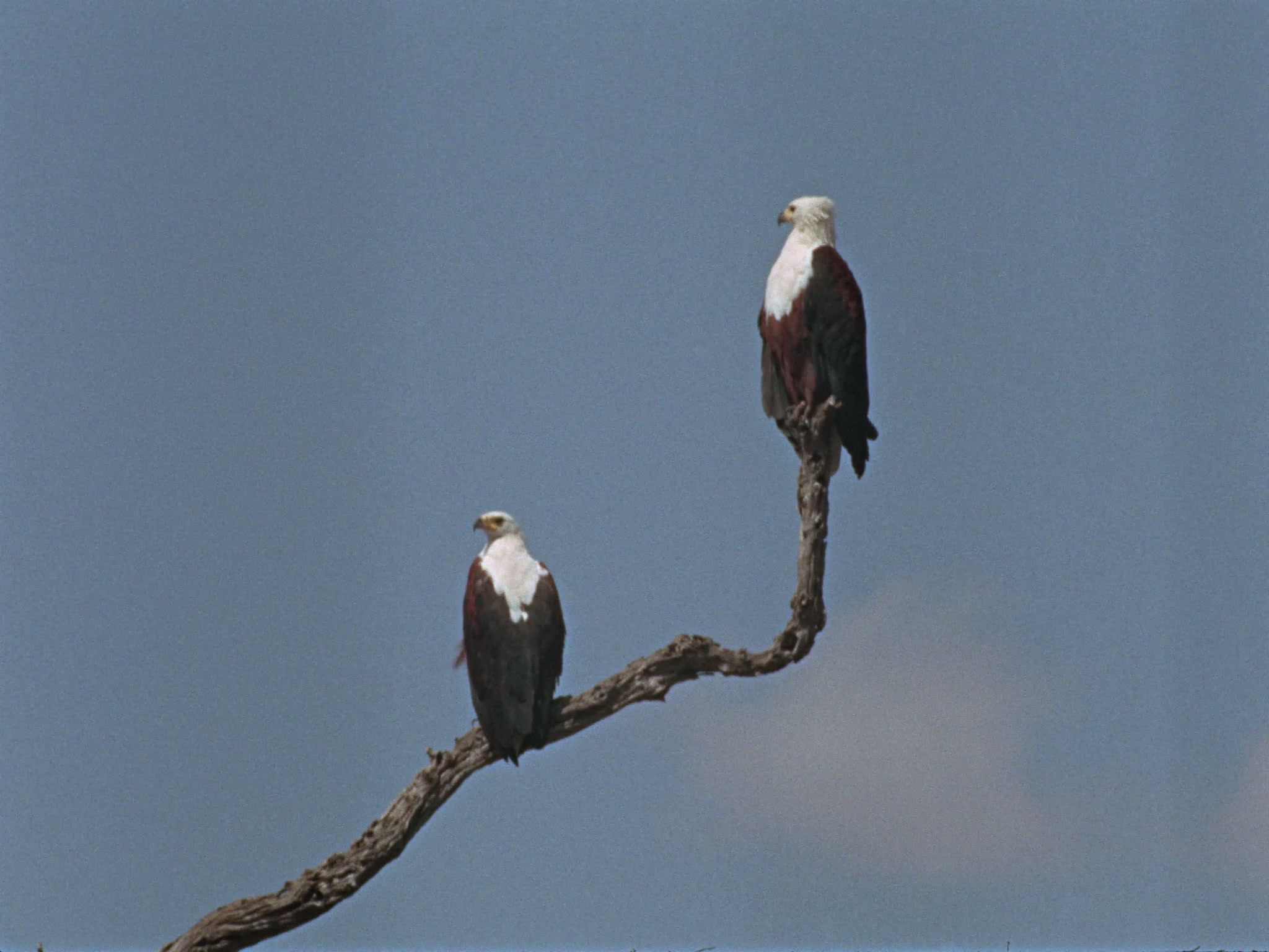 African Fish Eagles on a Branch