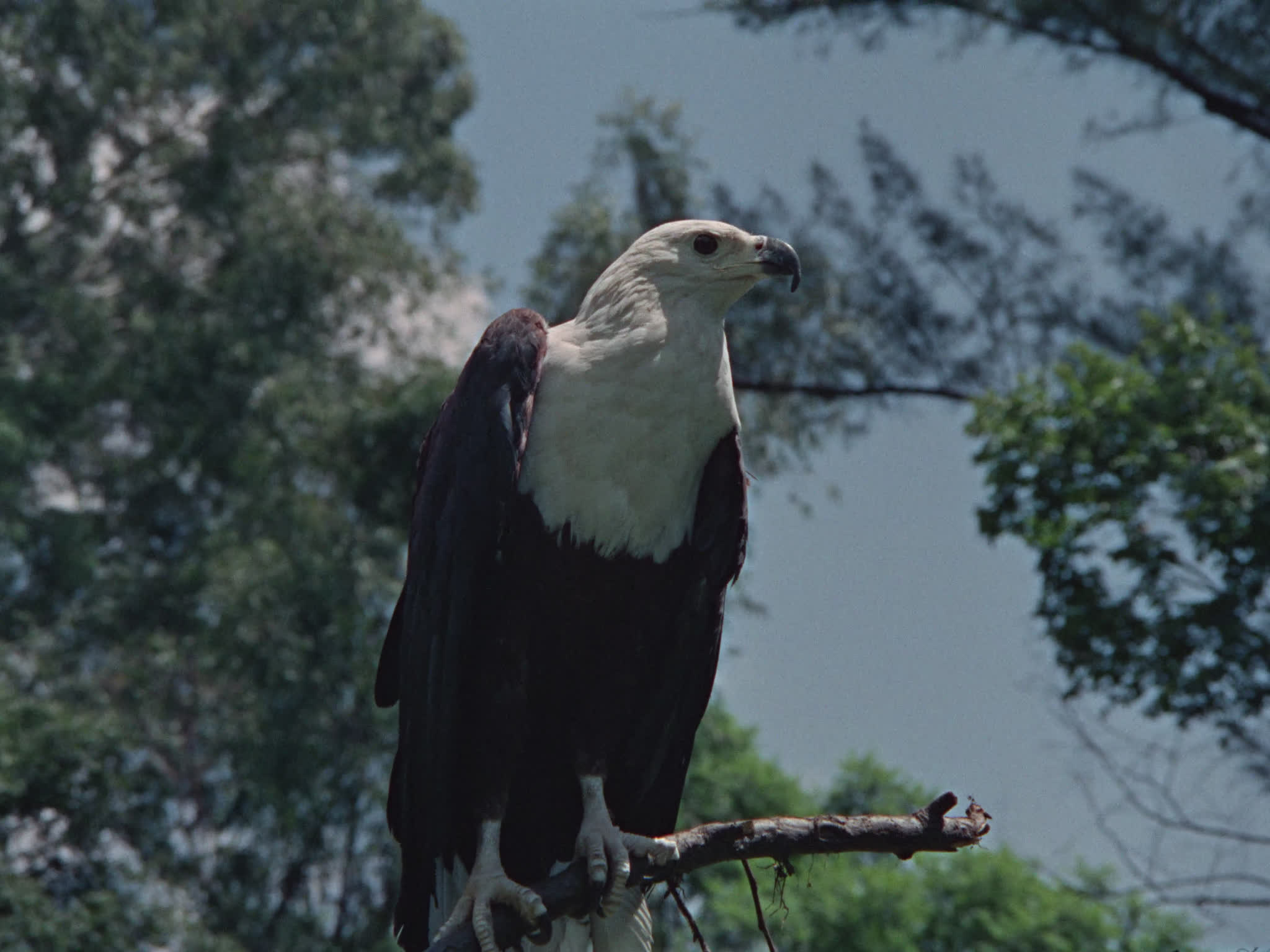 African Fish Eagle in a Tree
