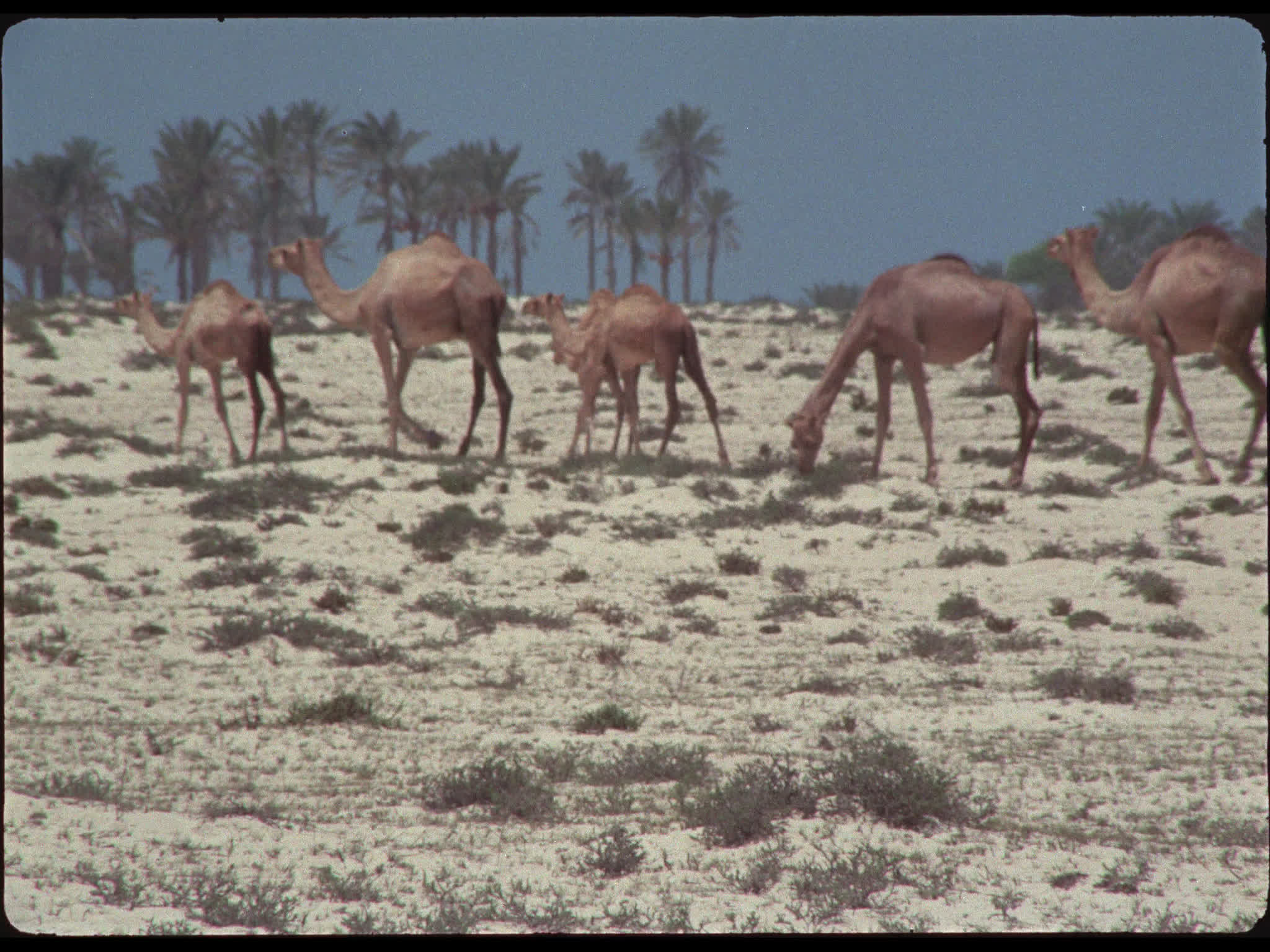 Camels
