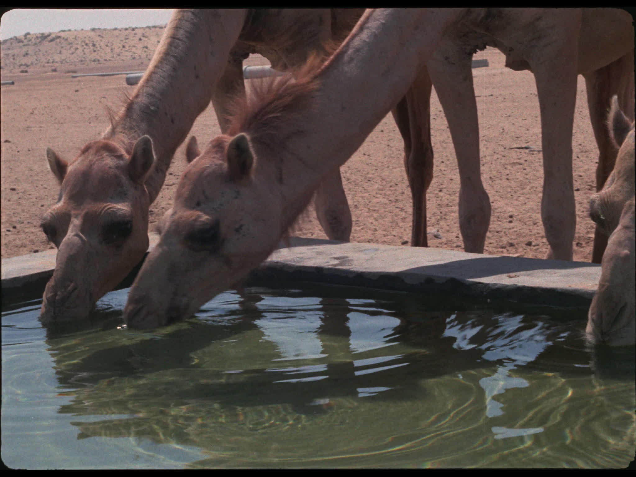 Camels Drinking
