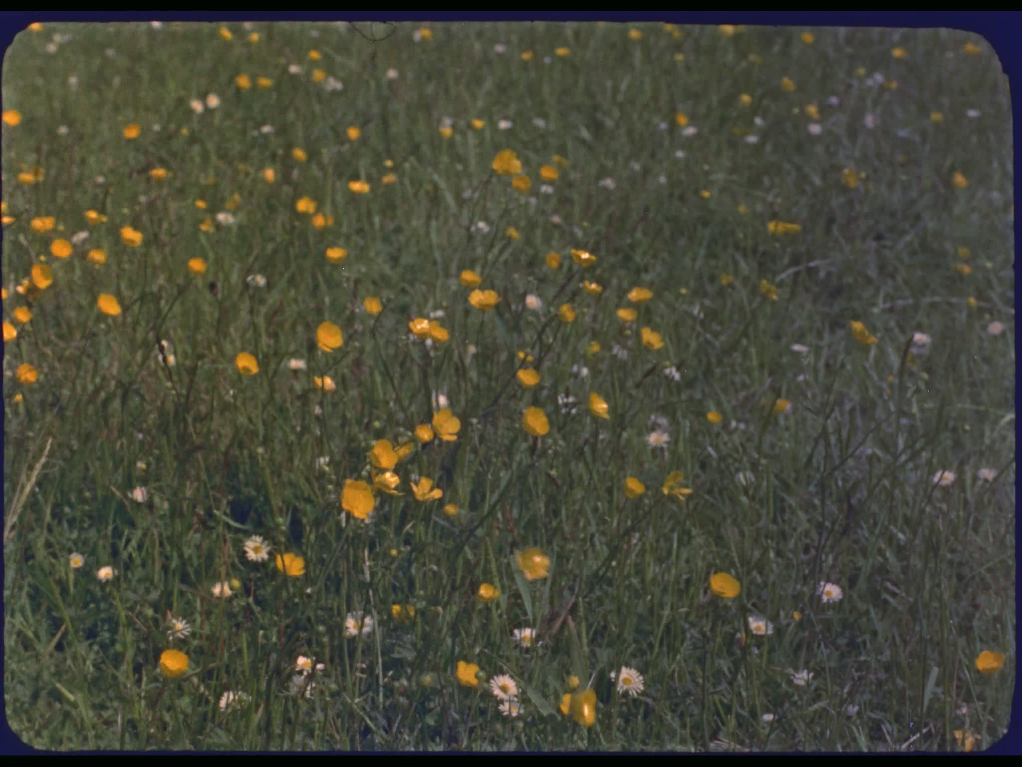 Buttercups