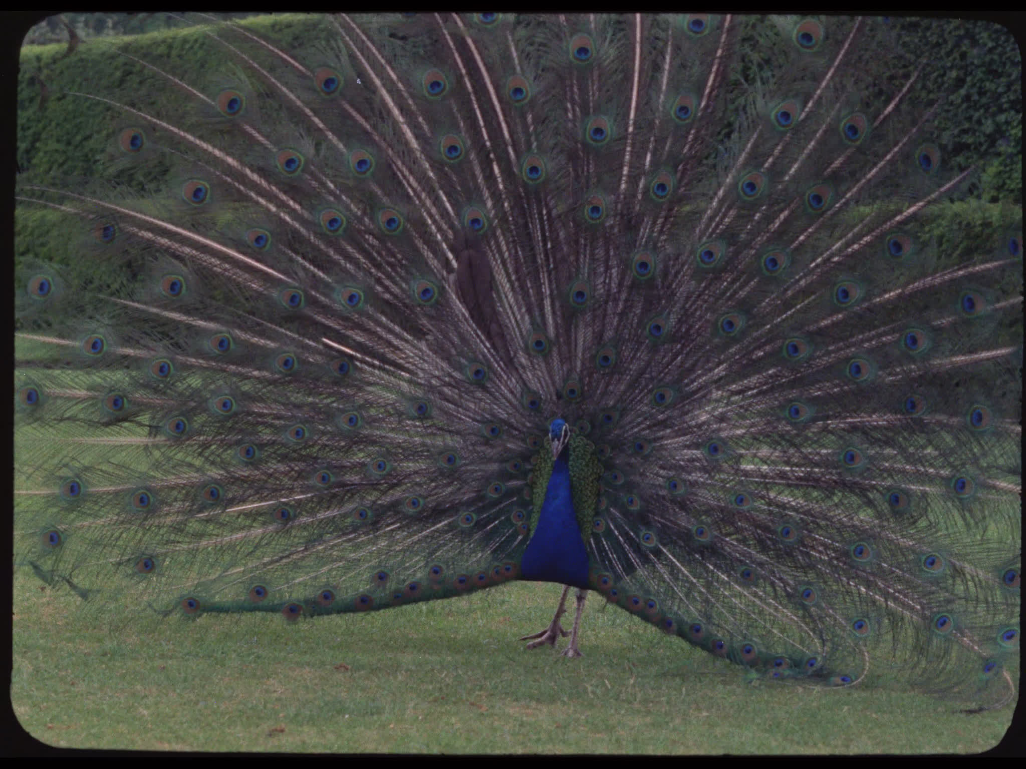 Peacock