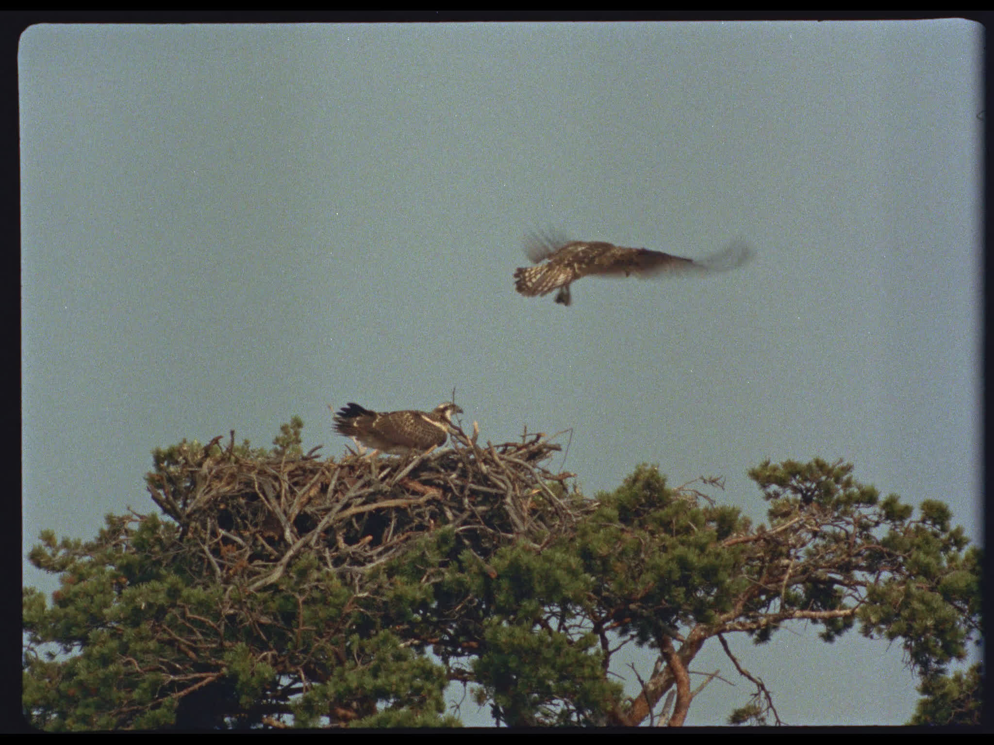 Ospreys