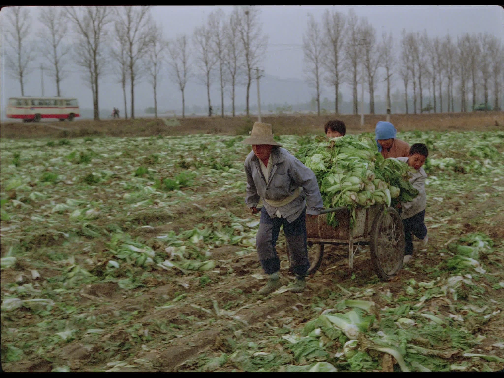 Farmers in Cabbage Field