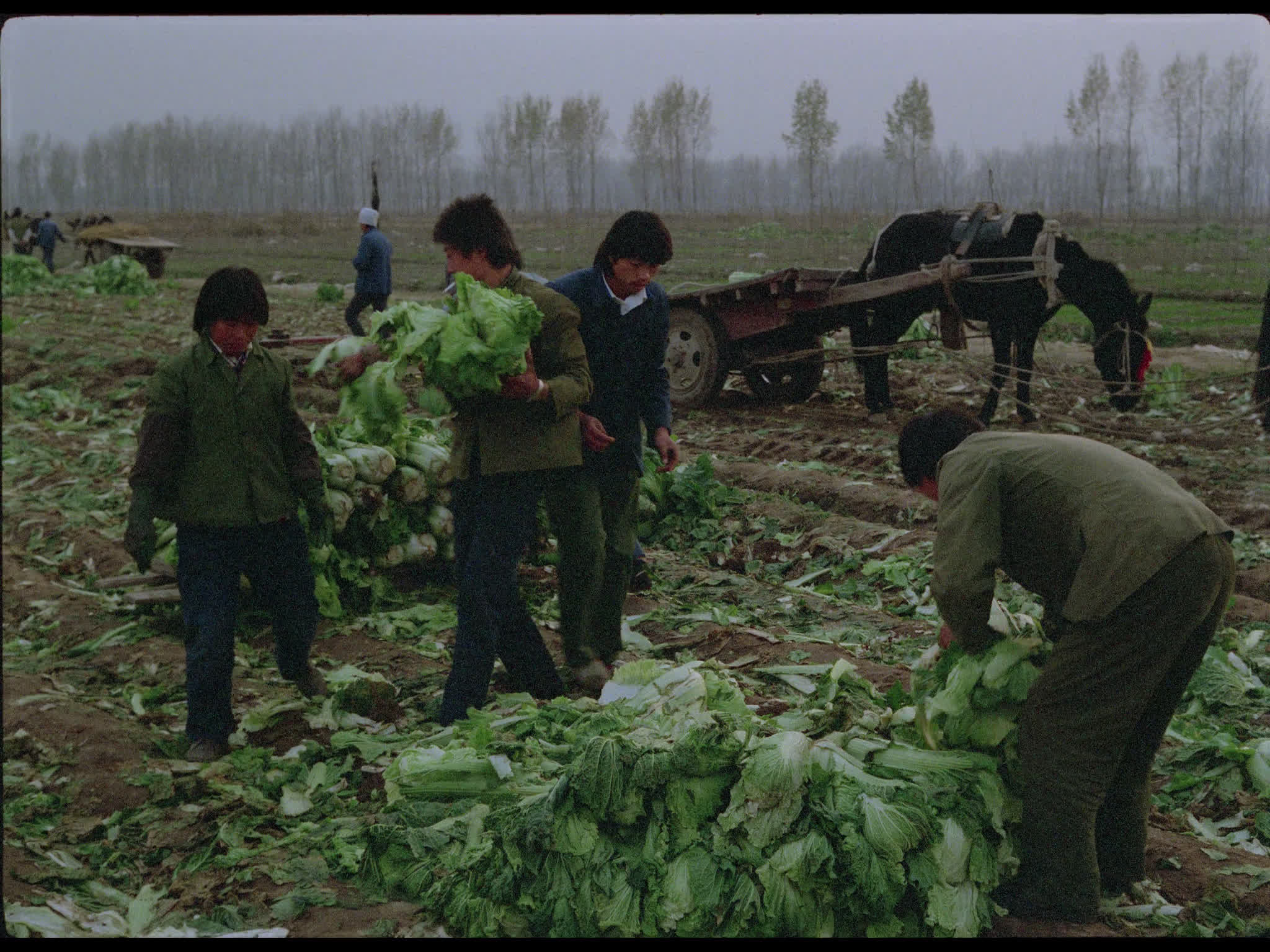 Farmers in Cabbage Field