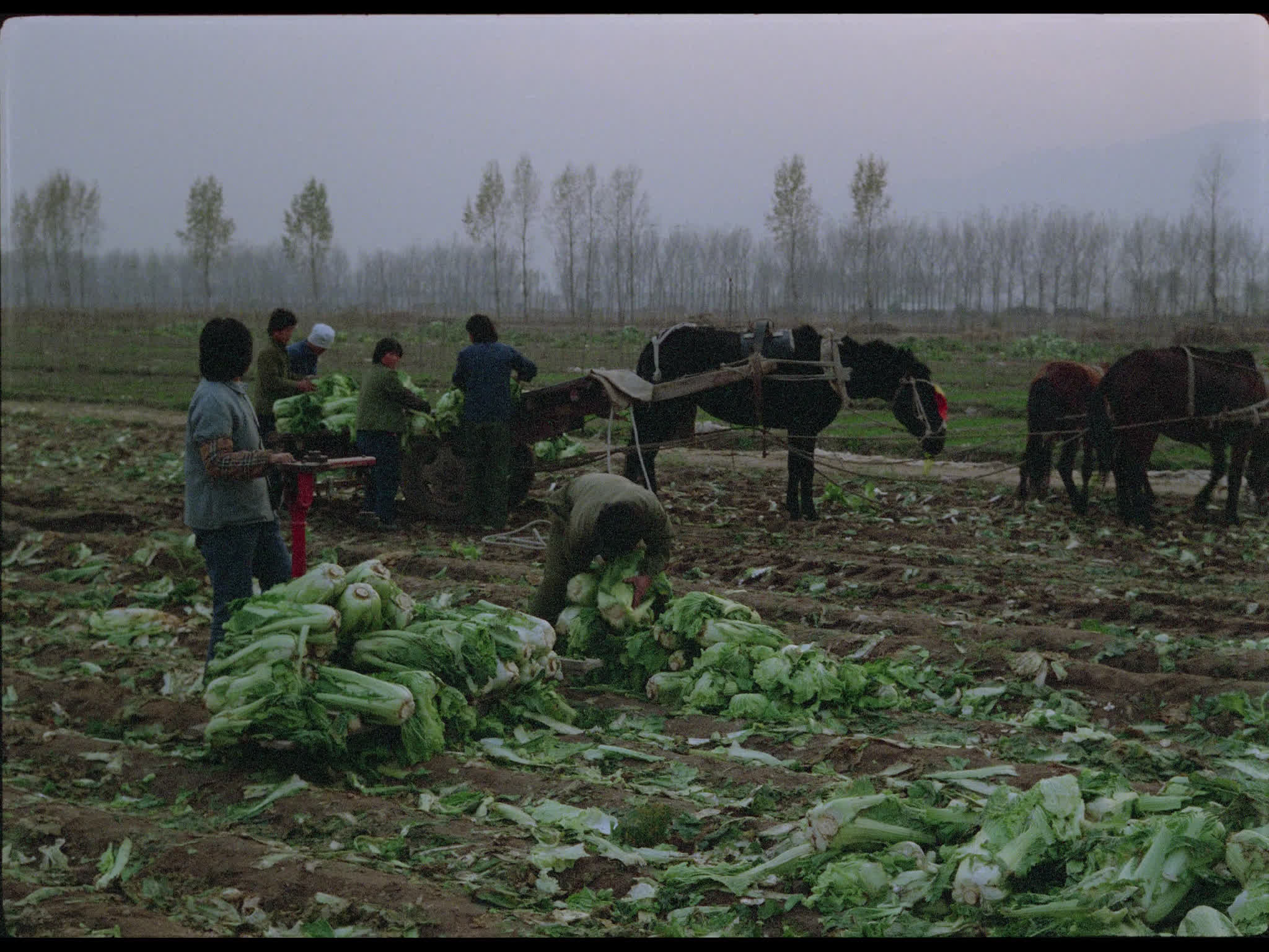 Farmers in Cabbage Field