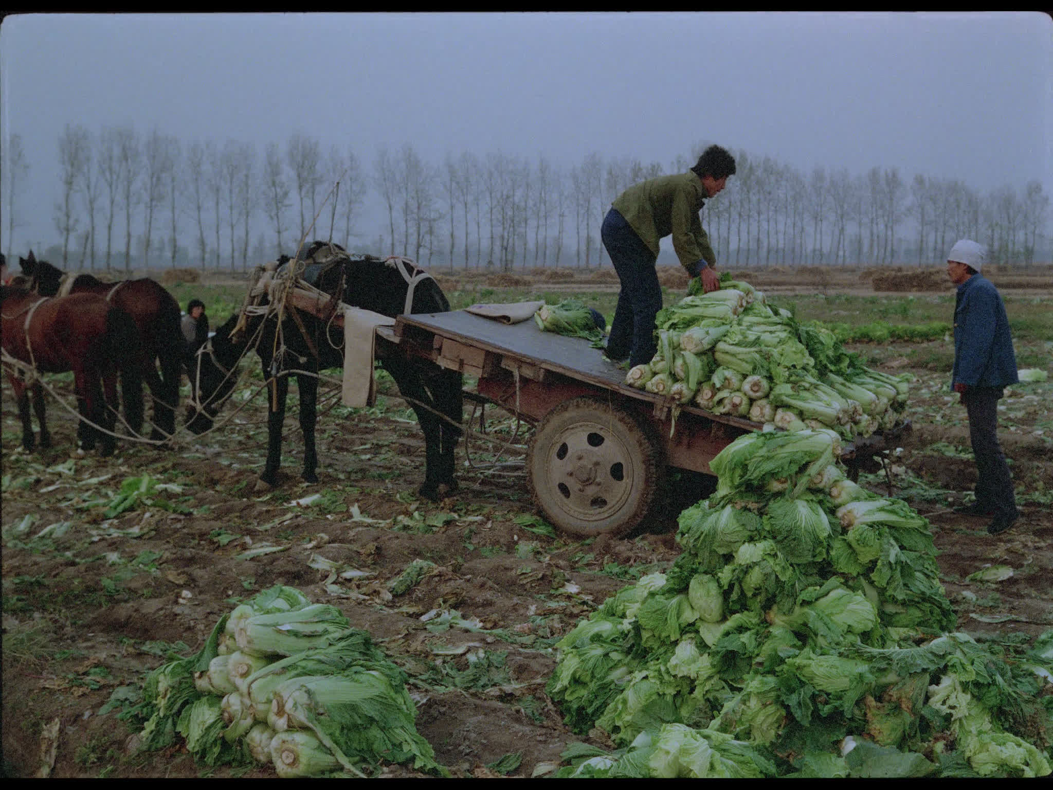 Farmers in Cabbage Field