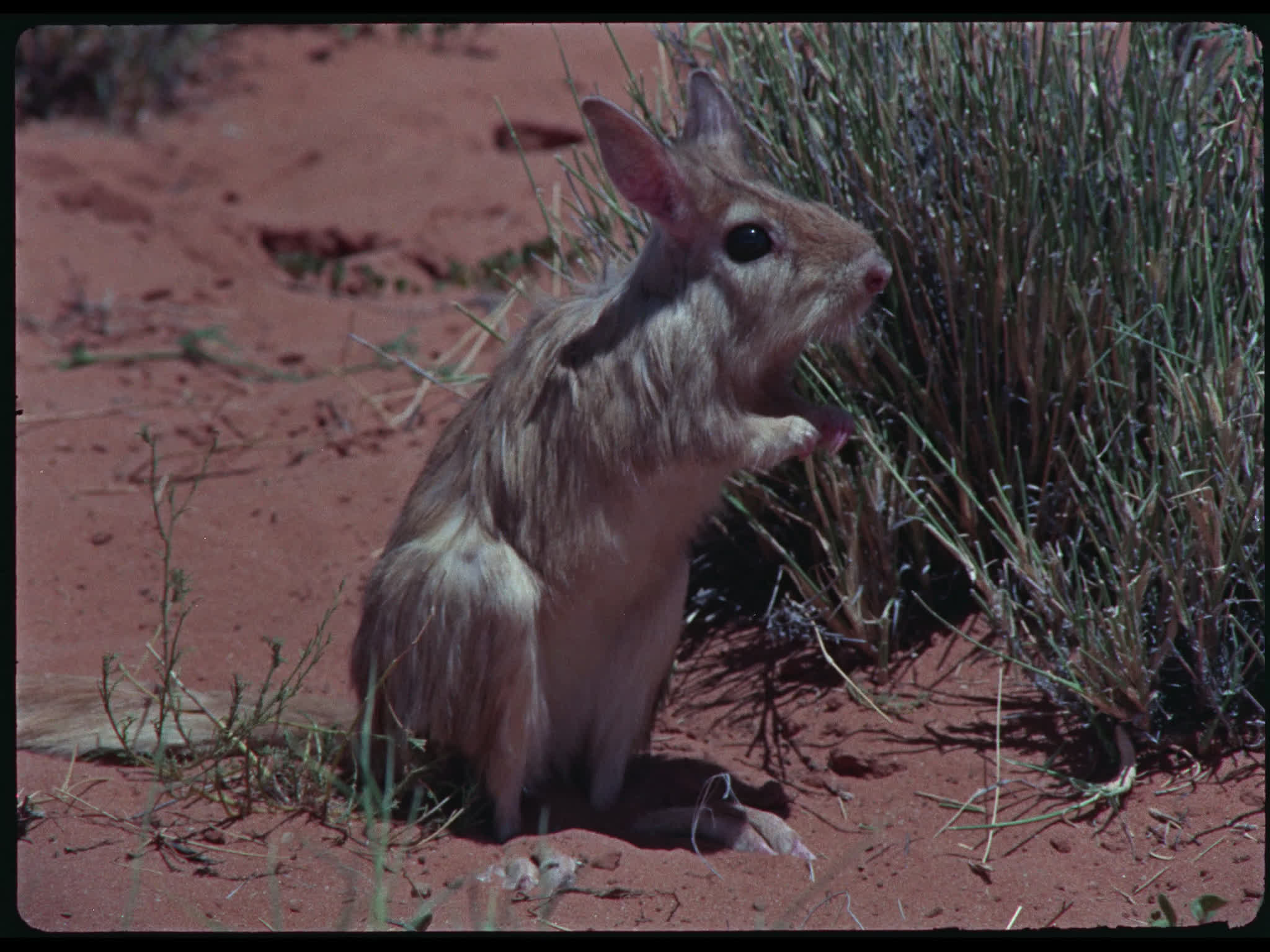 South African Springhares