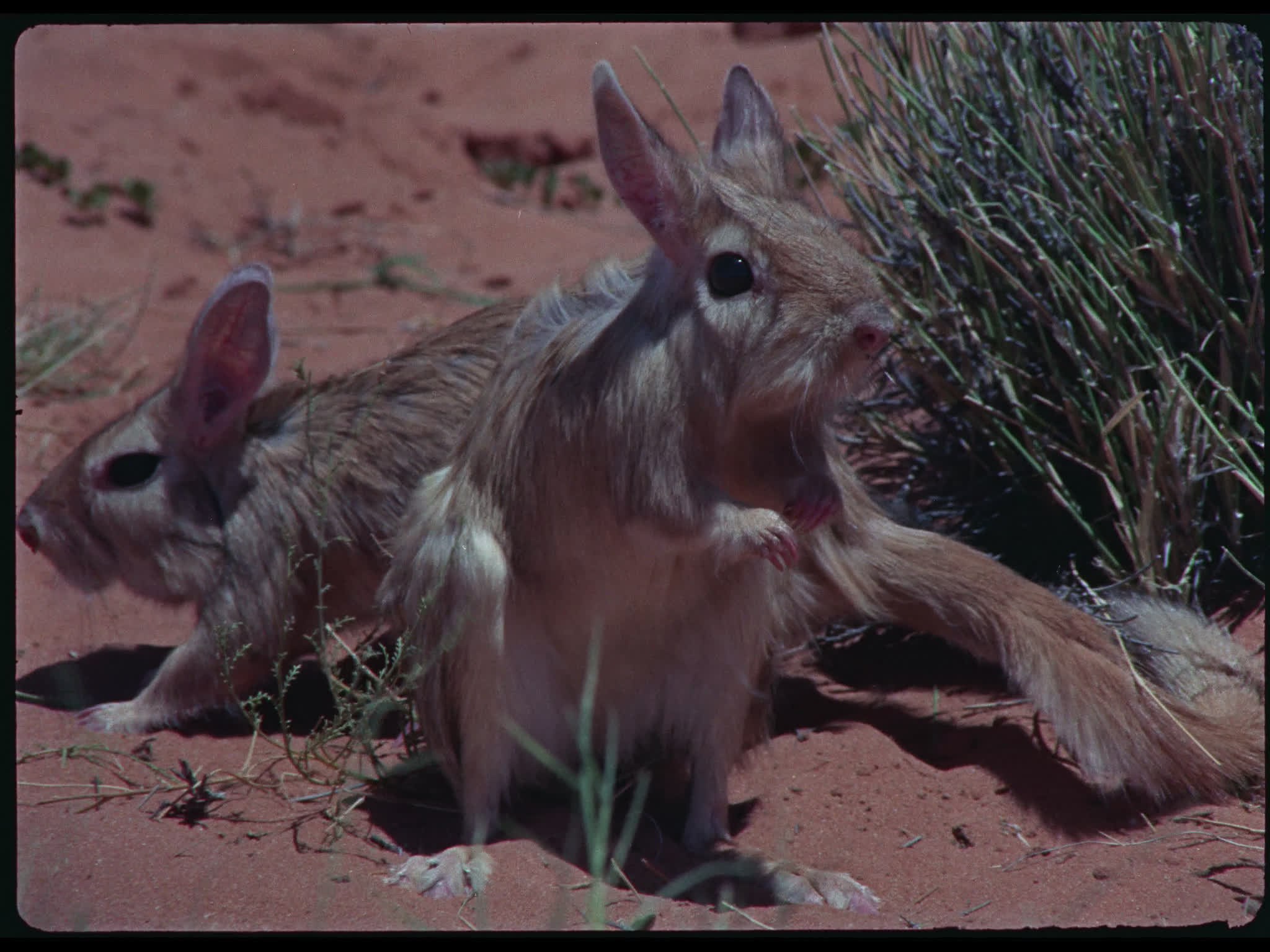 South African Springhares