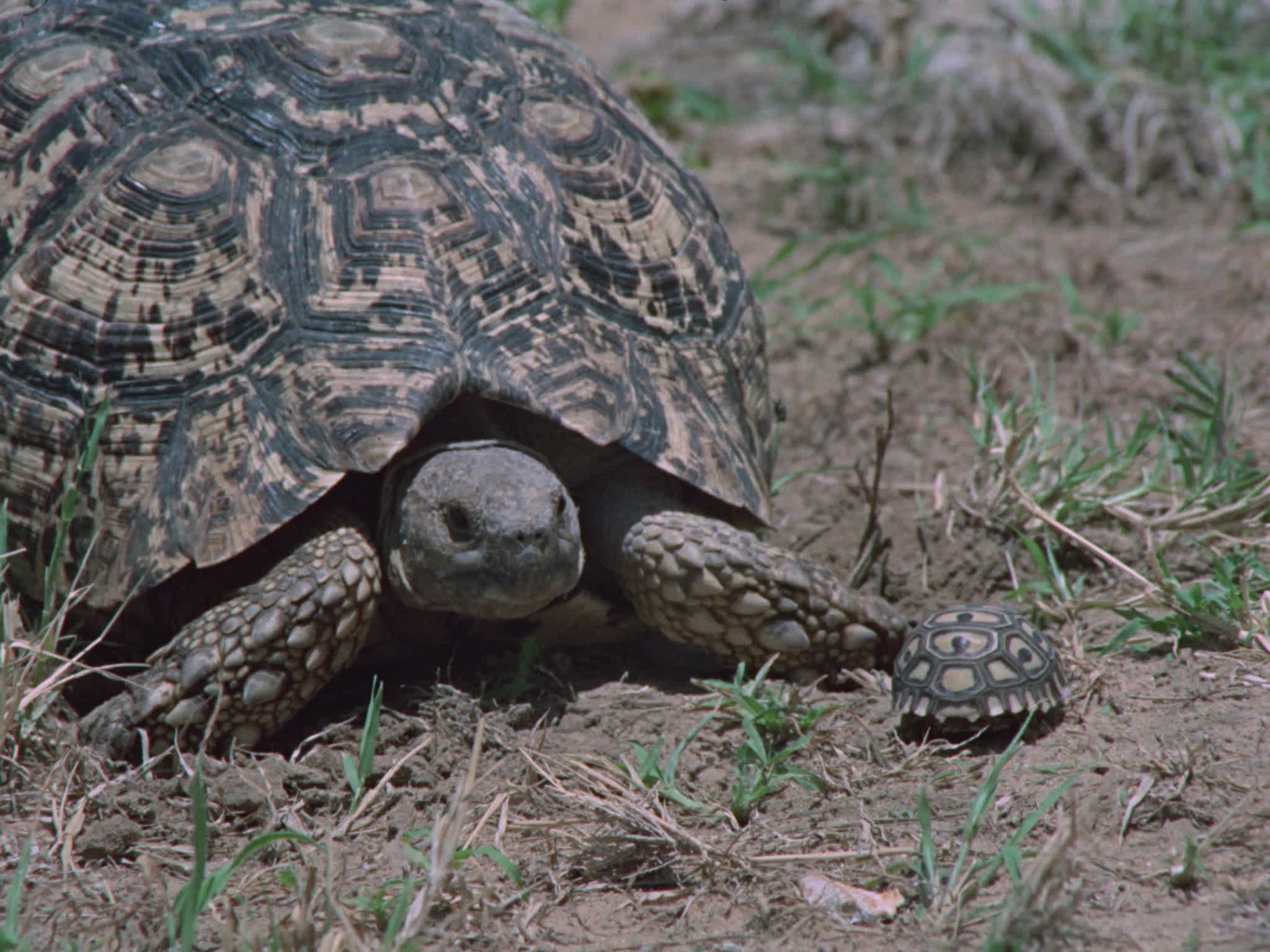 African Tortoise Mother and Baby