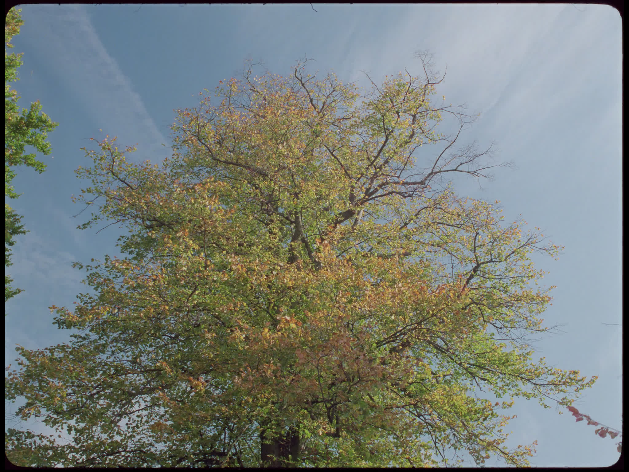 Tree With Autumn Leaves