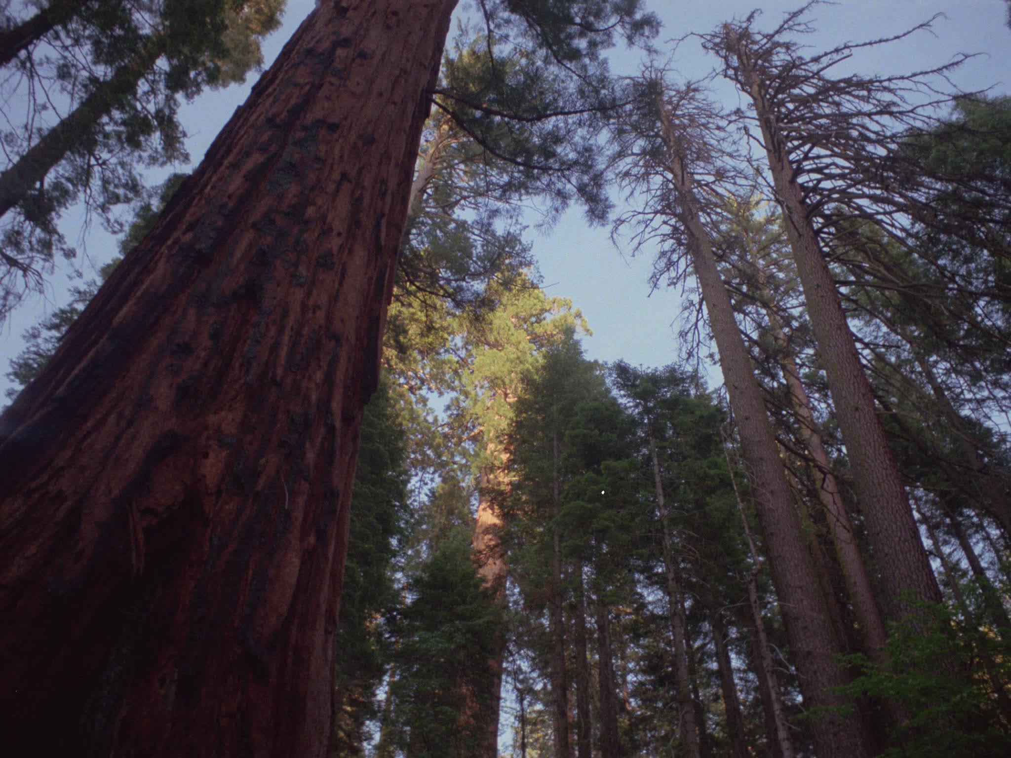 Redwood National Park
