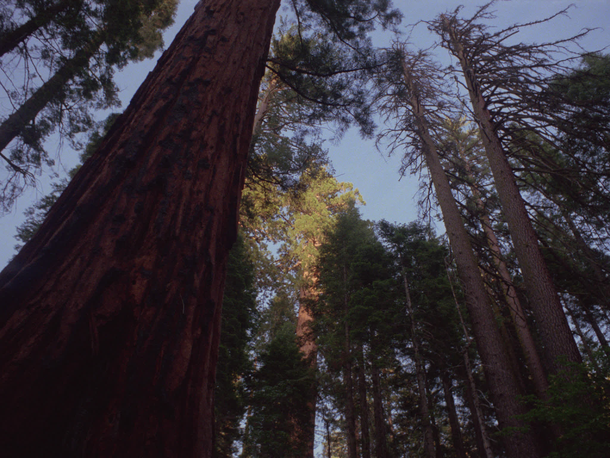 Redwood National Park