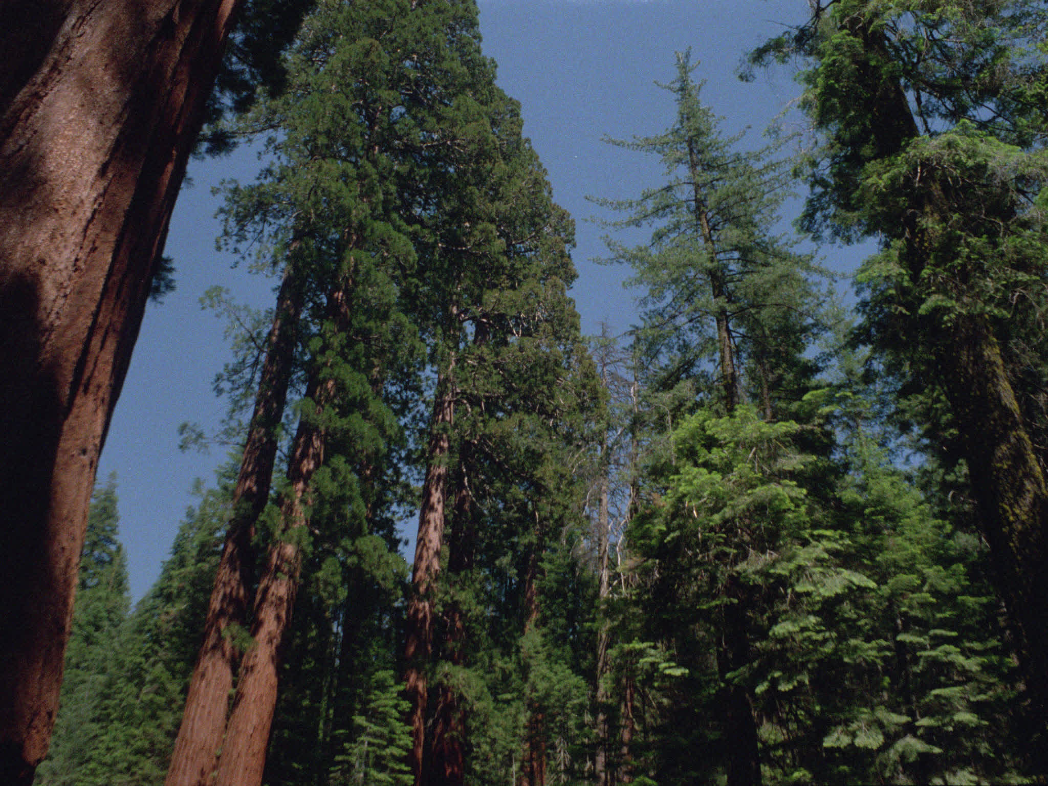 Redwood National Park