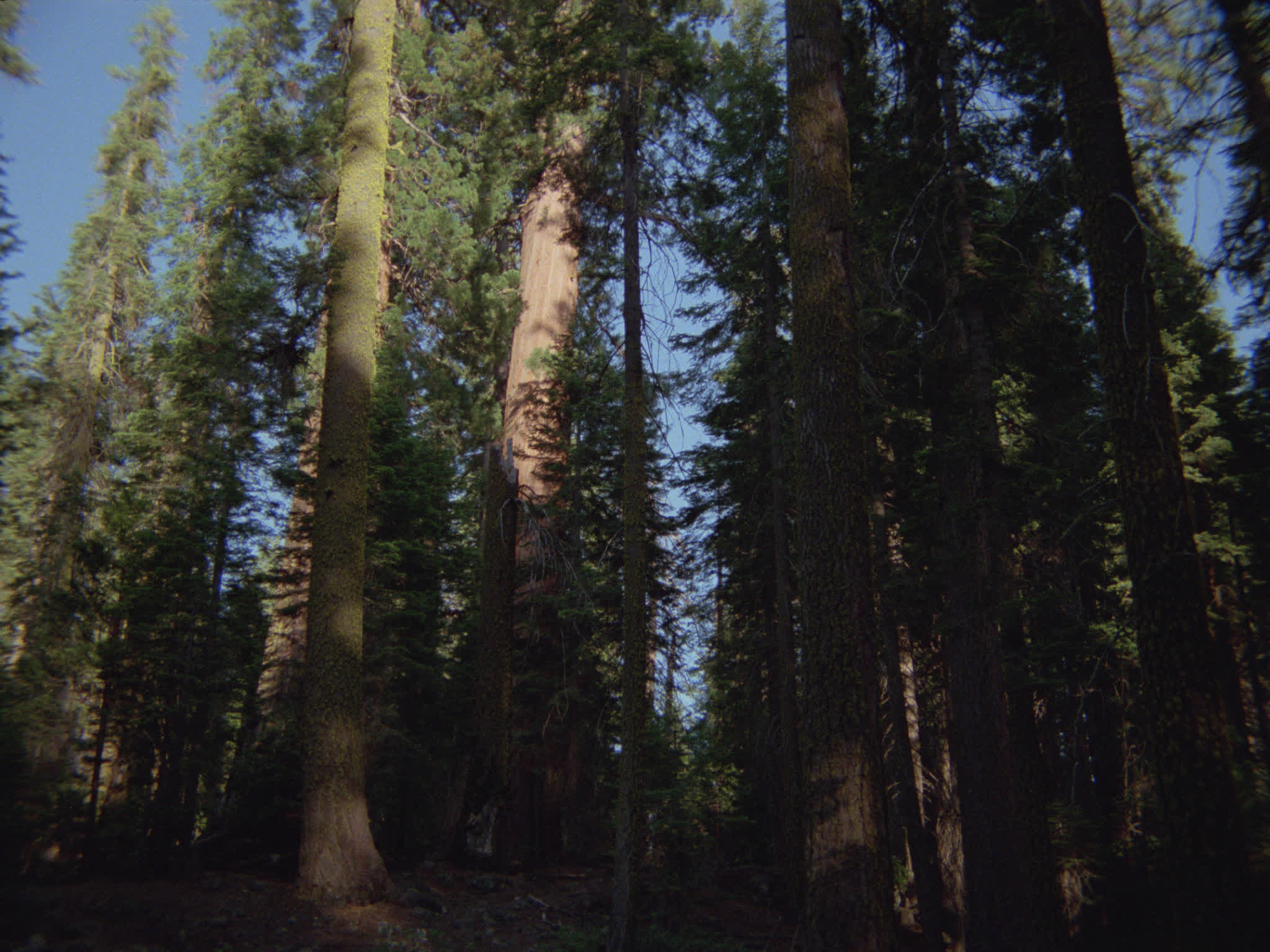 Redwood National Park