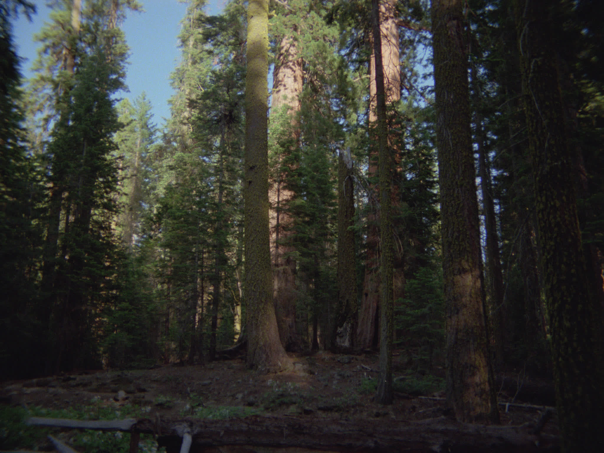 Redwood National Park