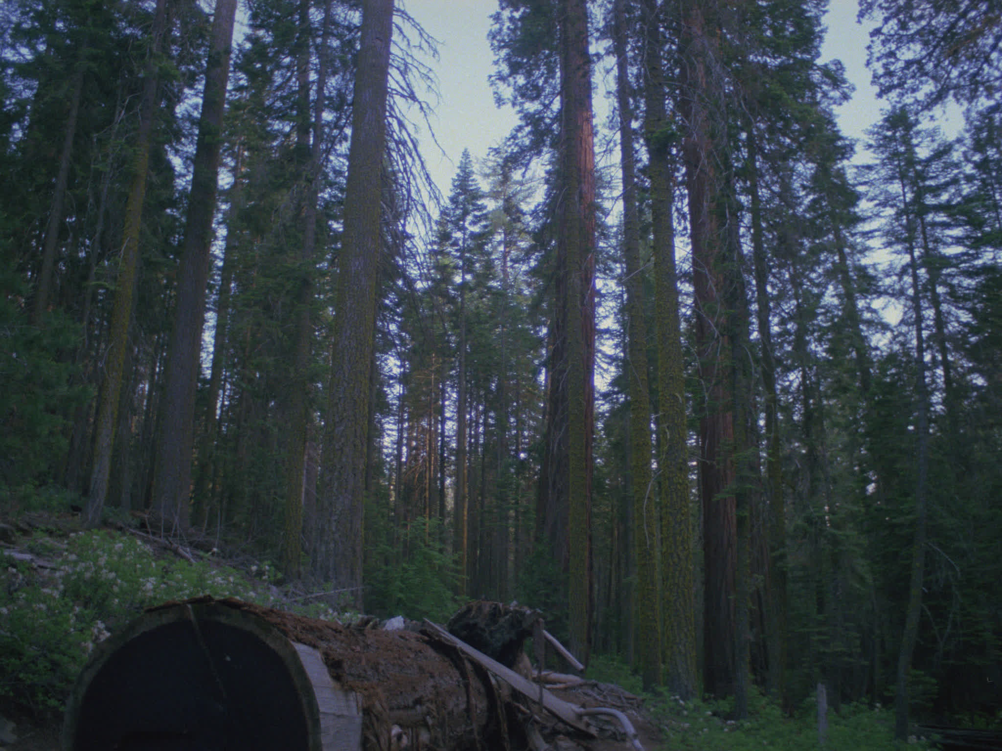 Redwood National Park