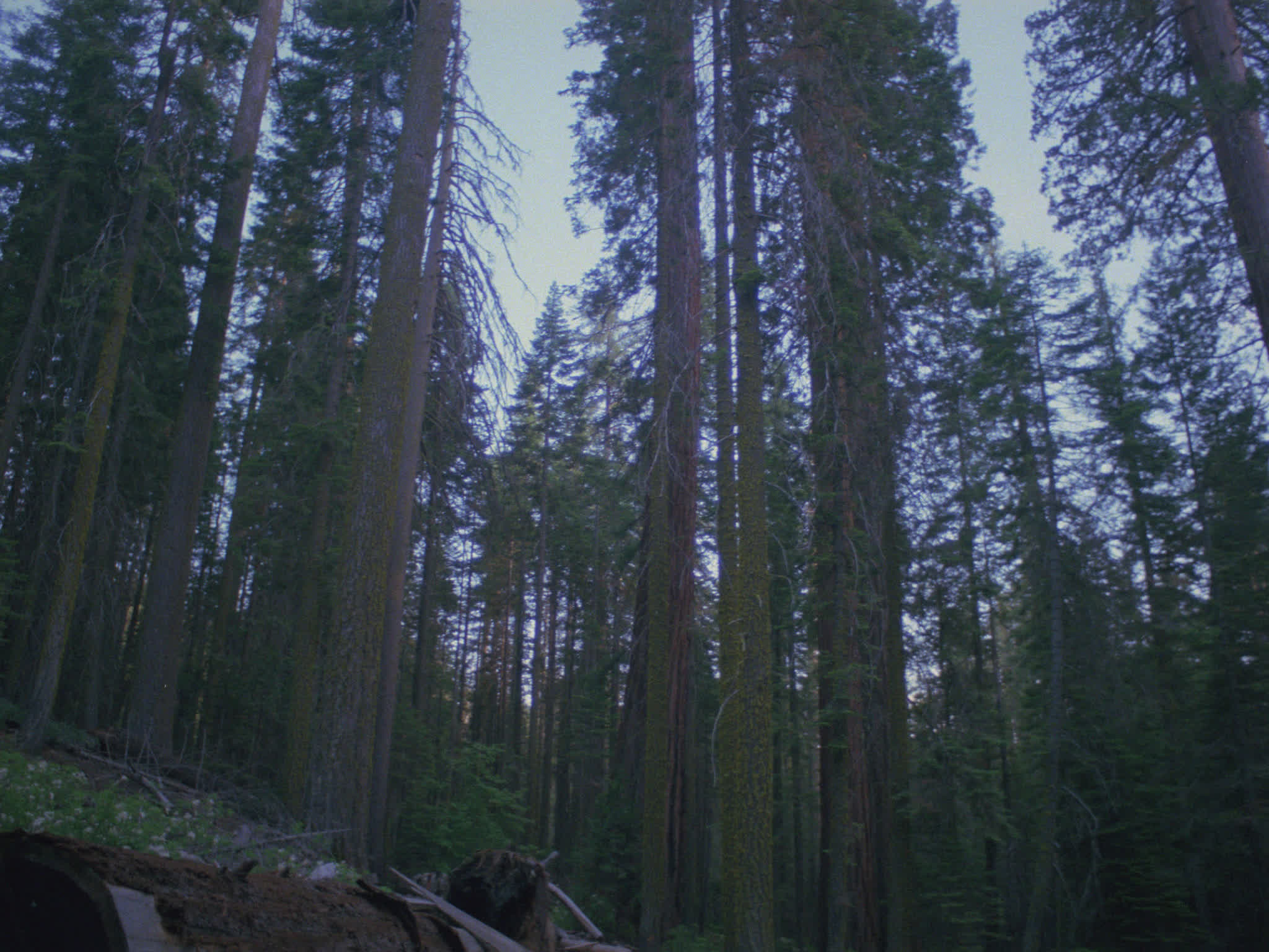 Redwood National Park