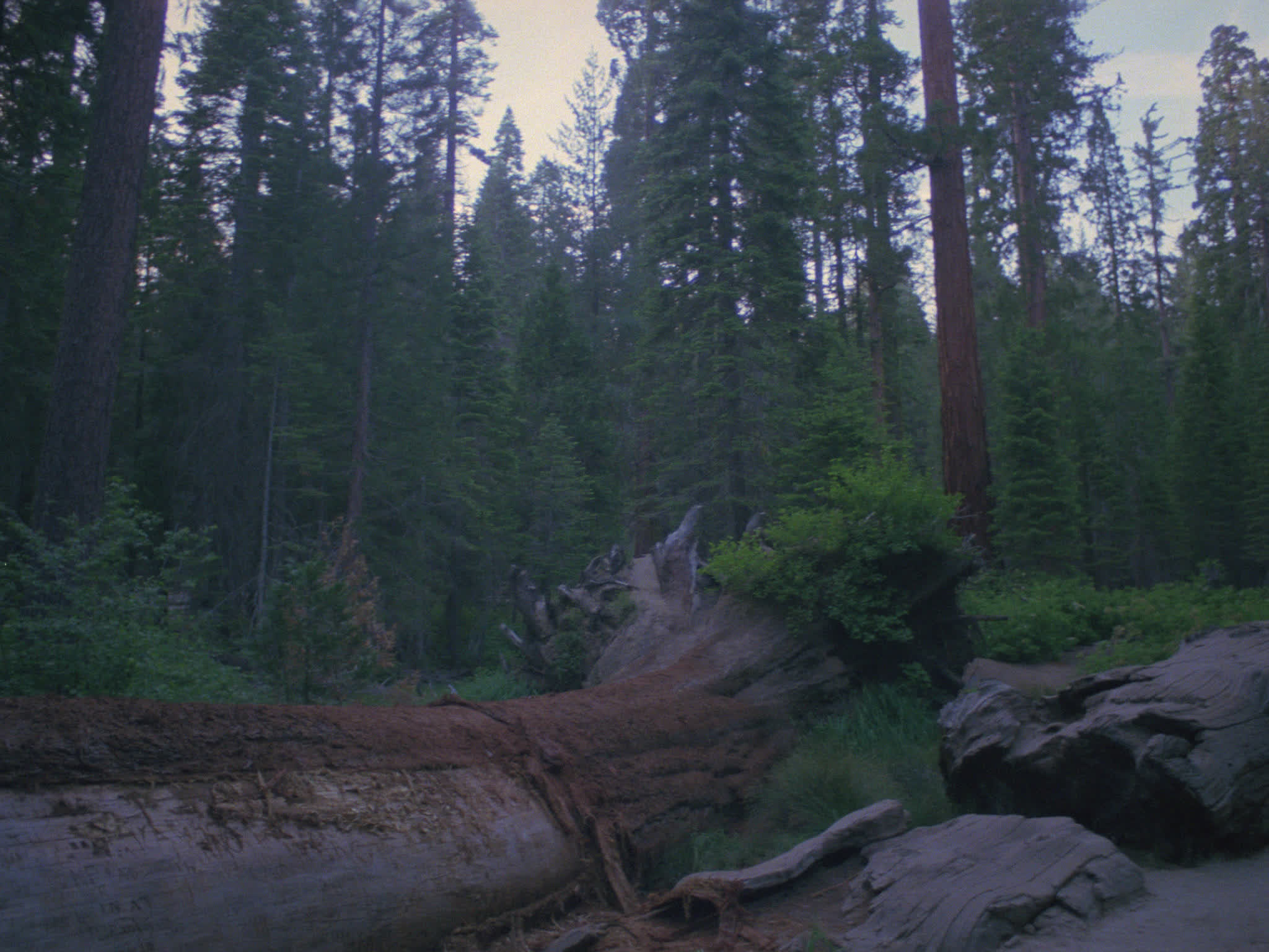 Redwood National Park