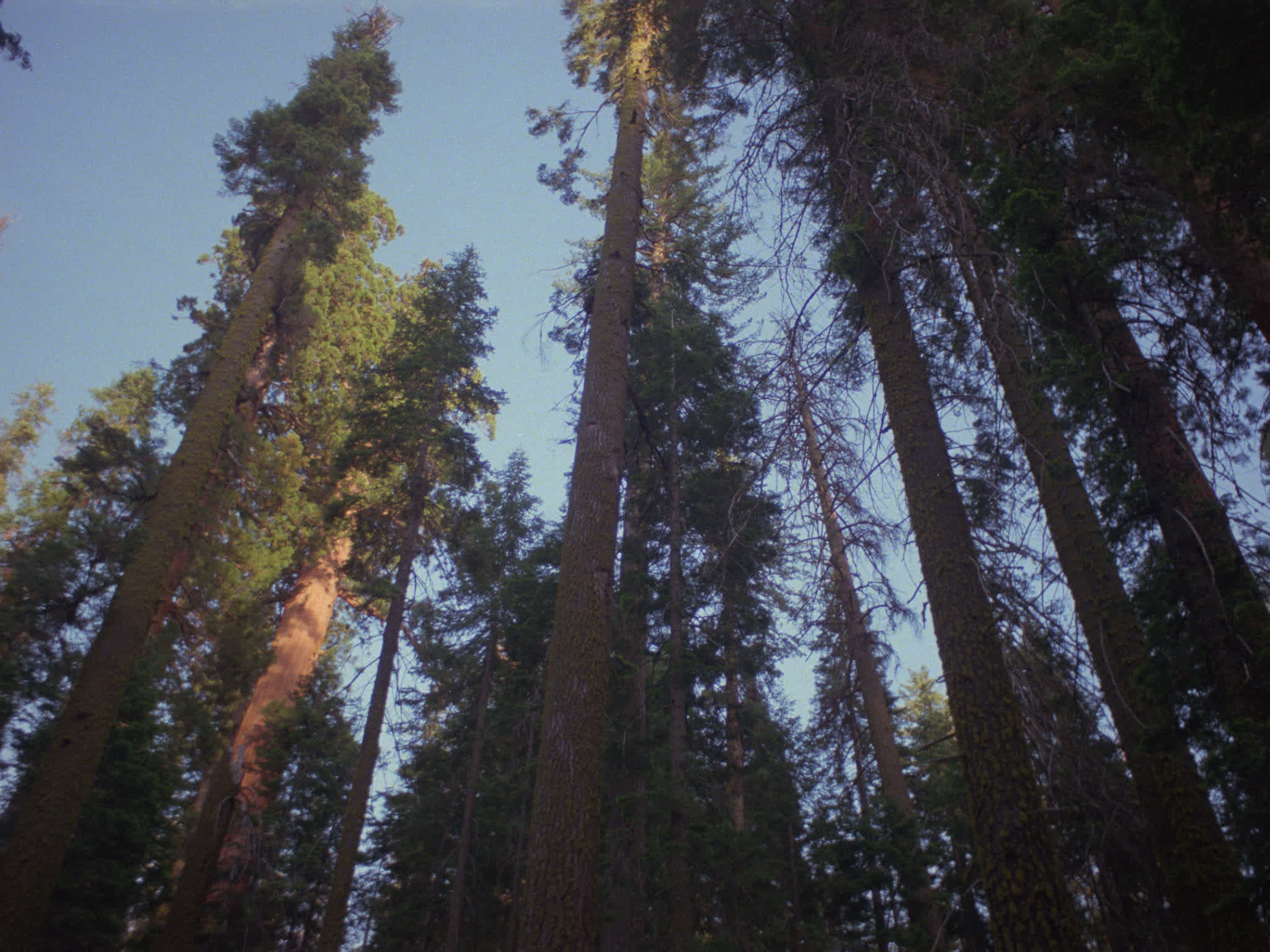 Redwood National Park