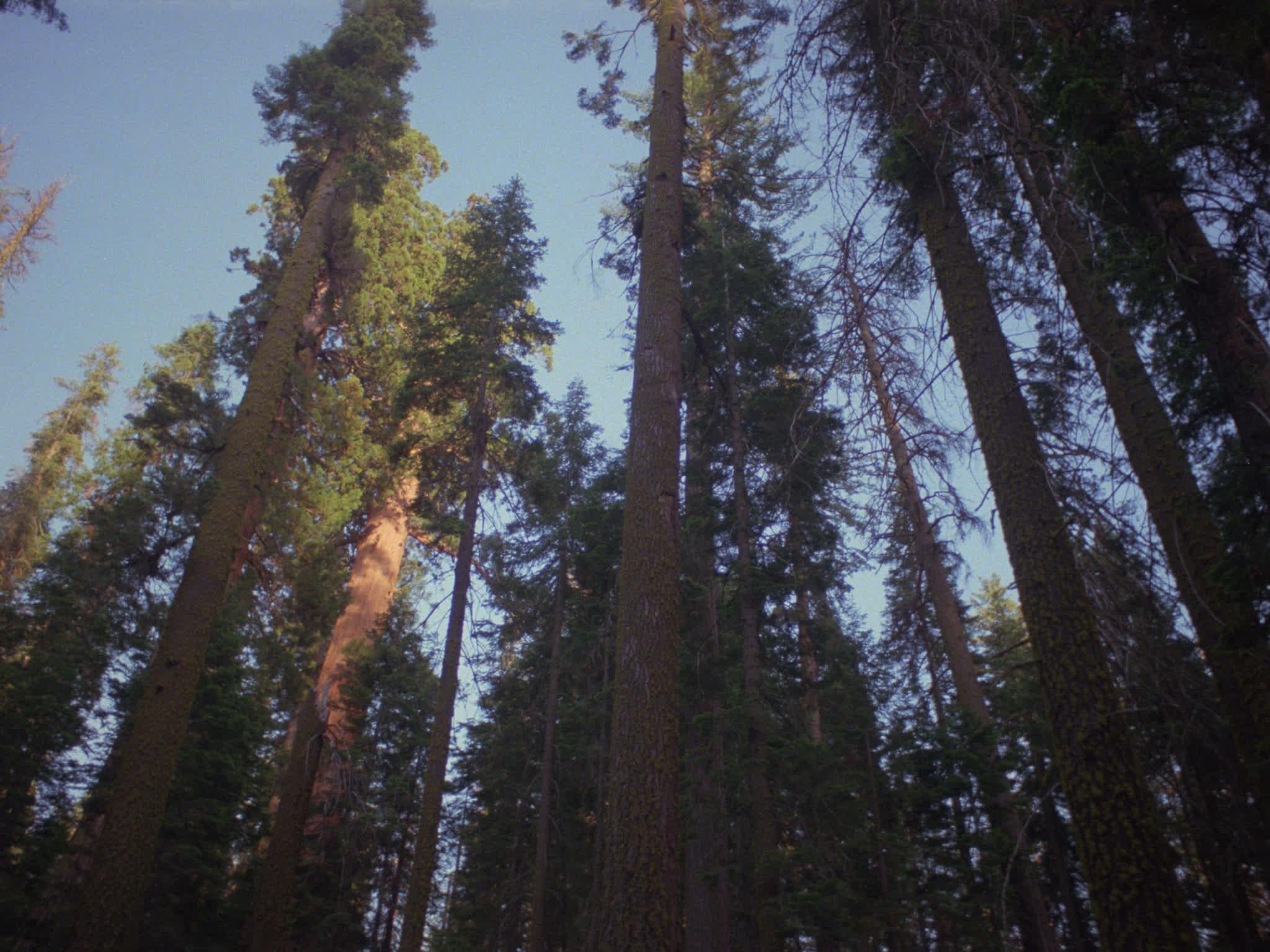 Redwood National Park