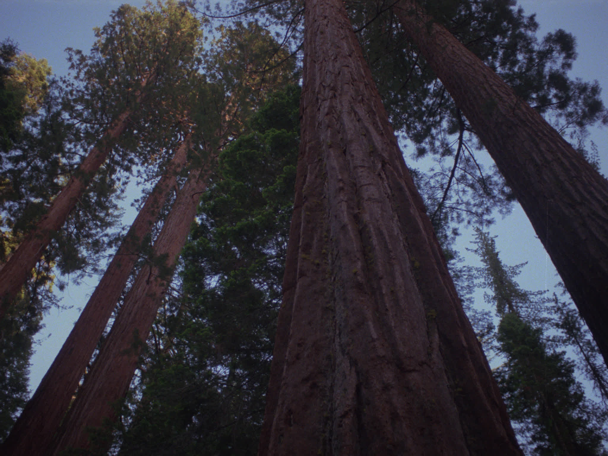 Redwood National Park