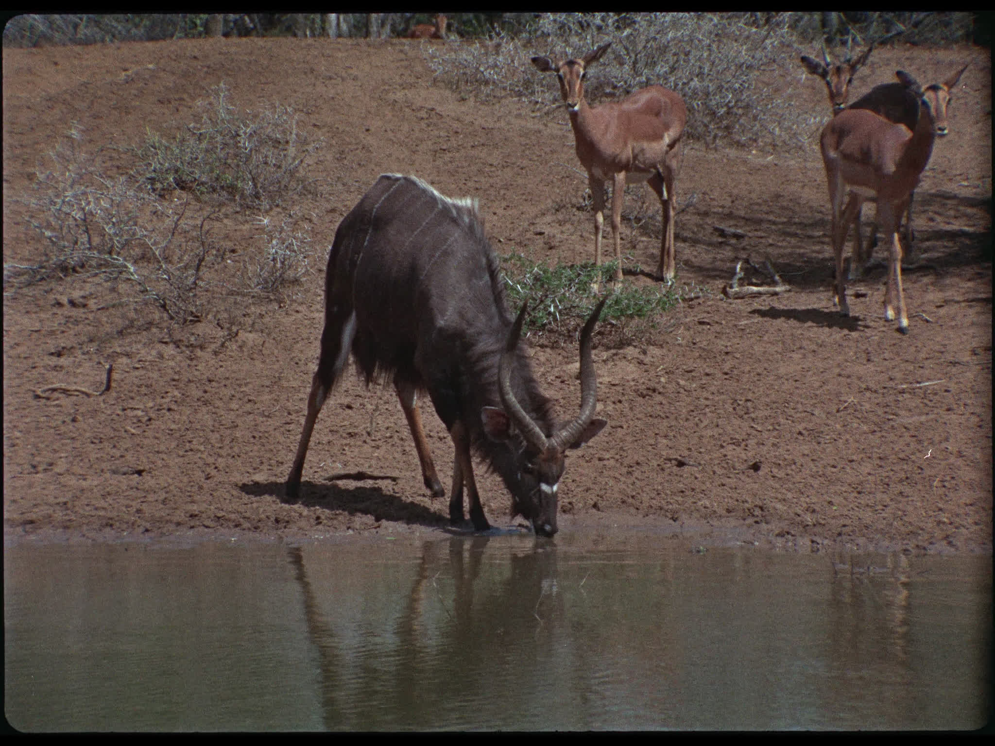 African Nyala Bull Drinking