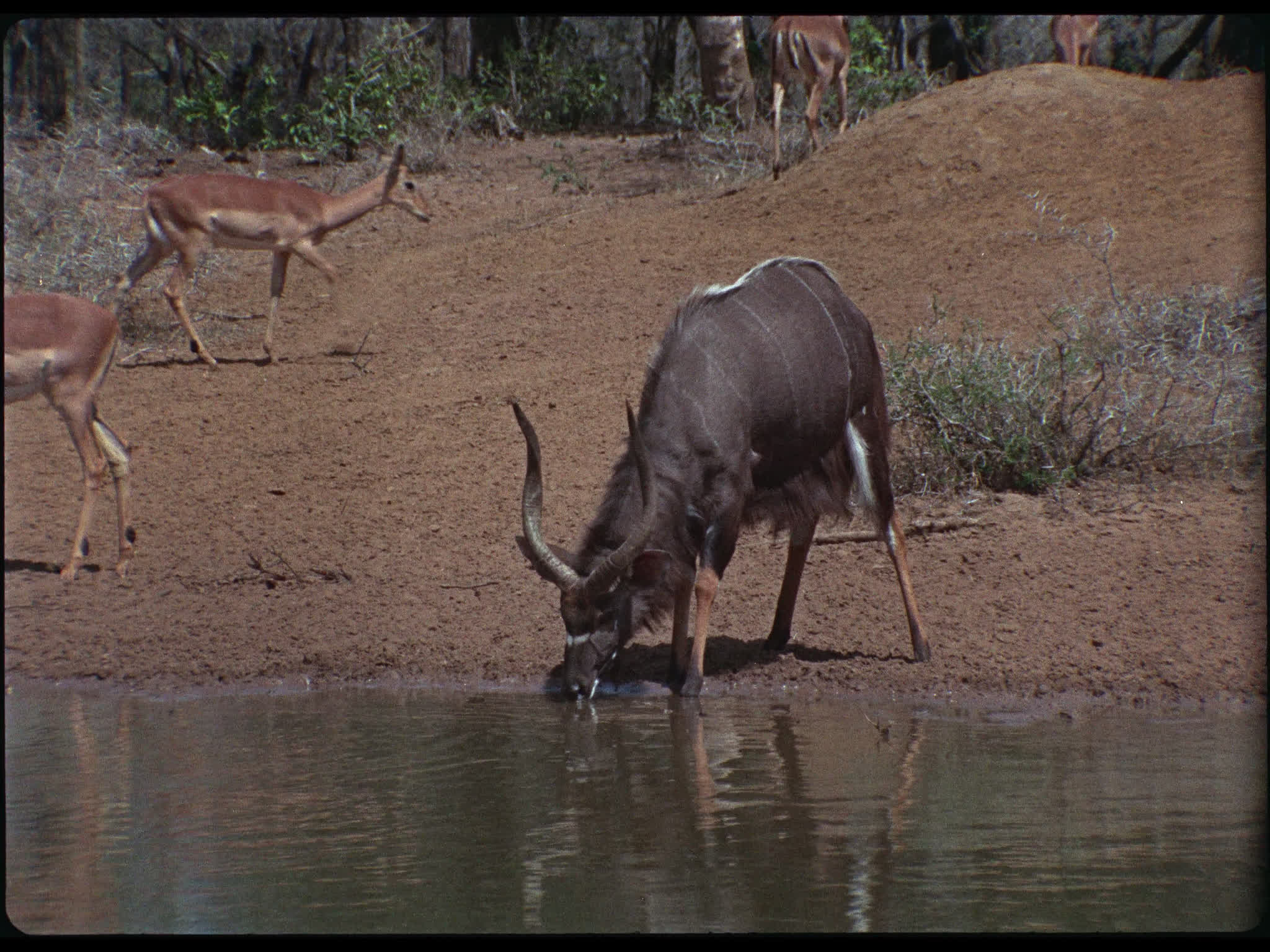 African Nyala Bull Drinking
