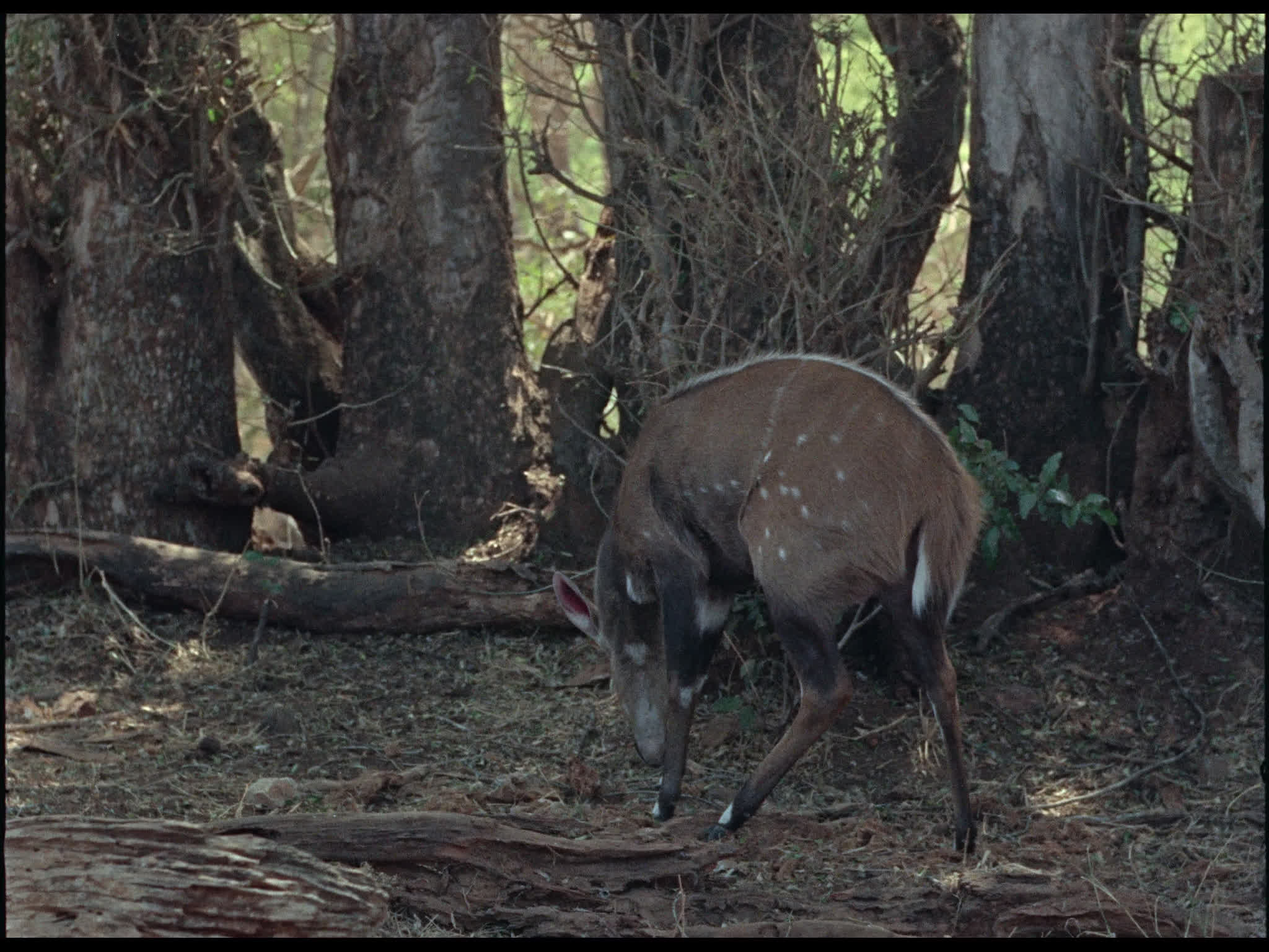 Sitatunga Scratches Ear