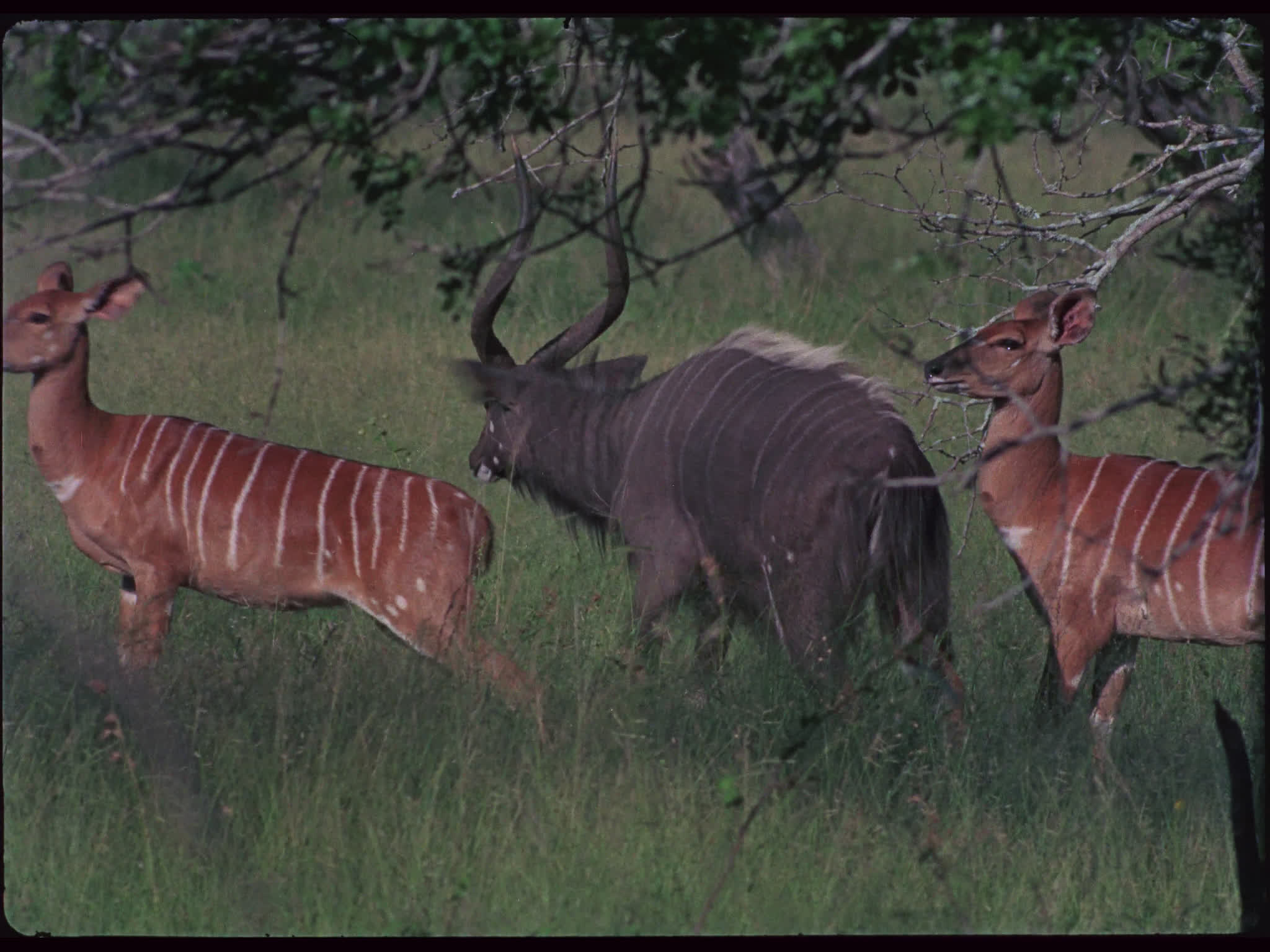 African Nyala Buck and Cows