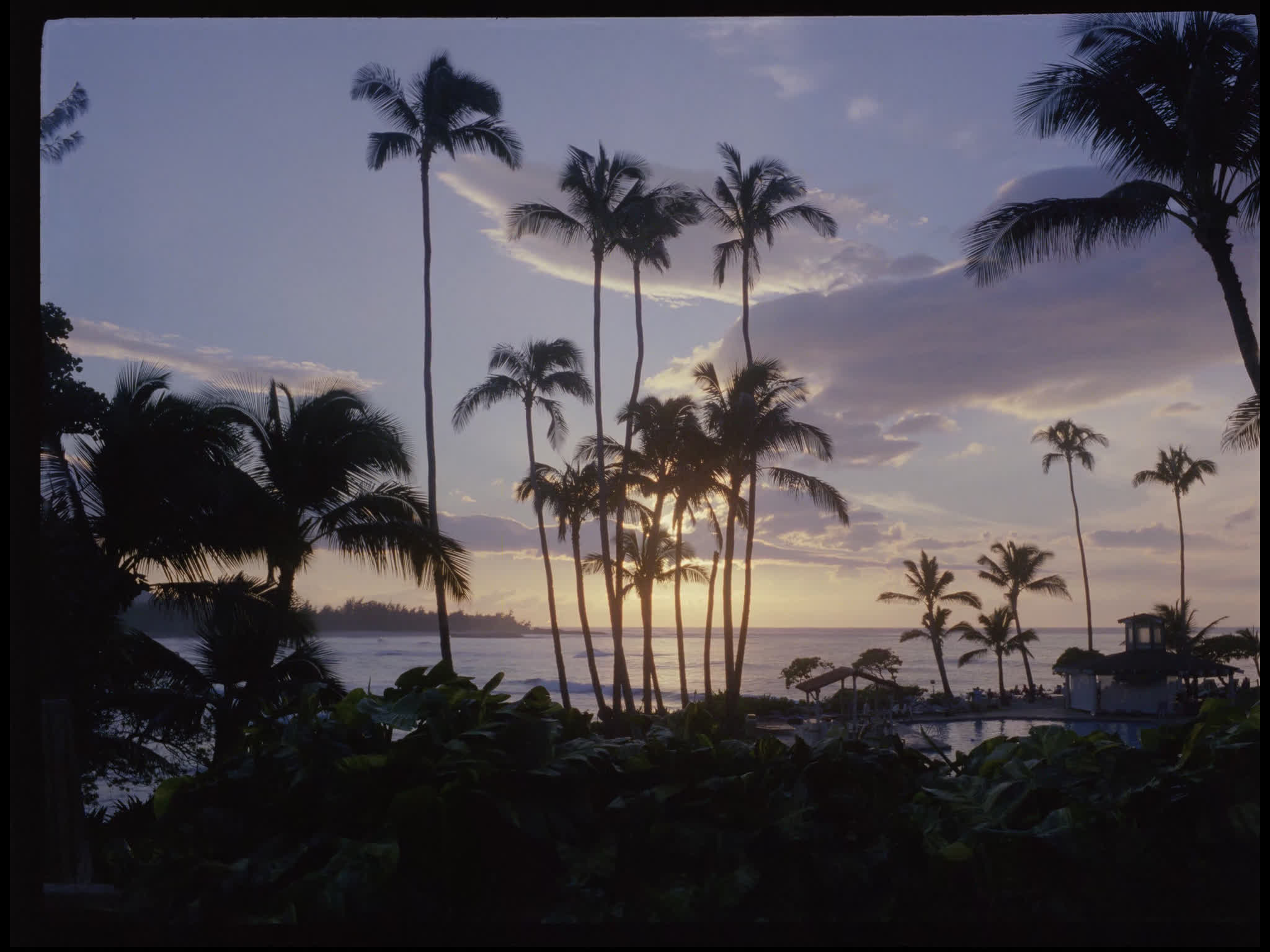 Honolulu Palm Trees at Sunset