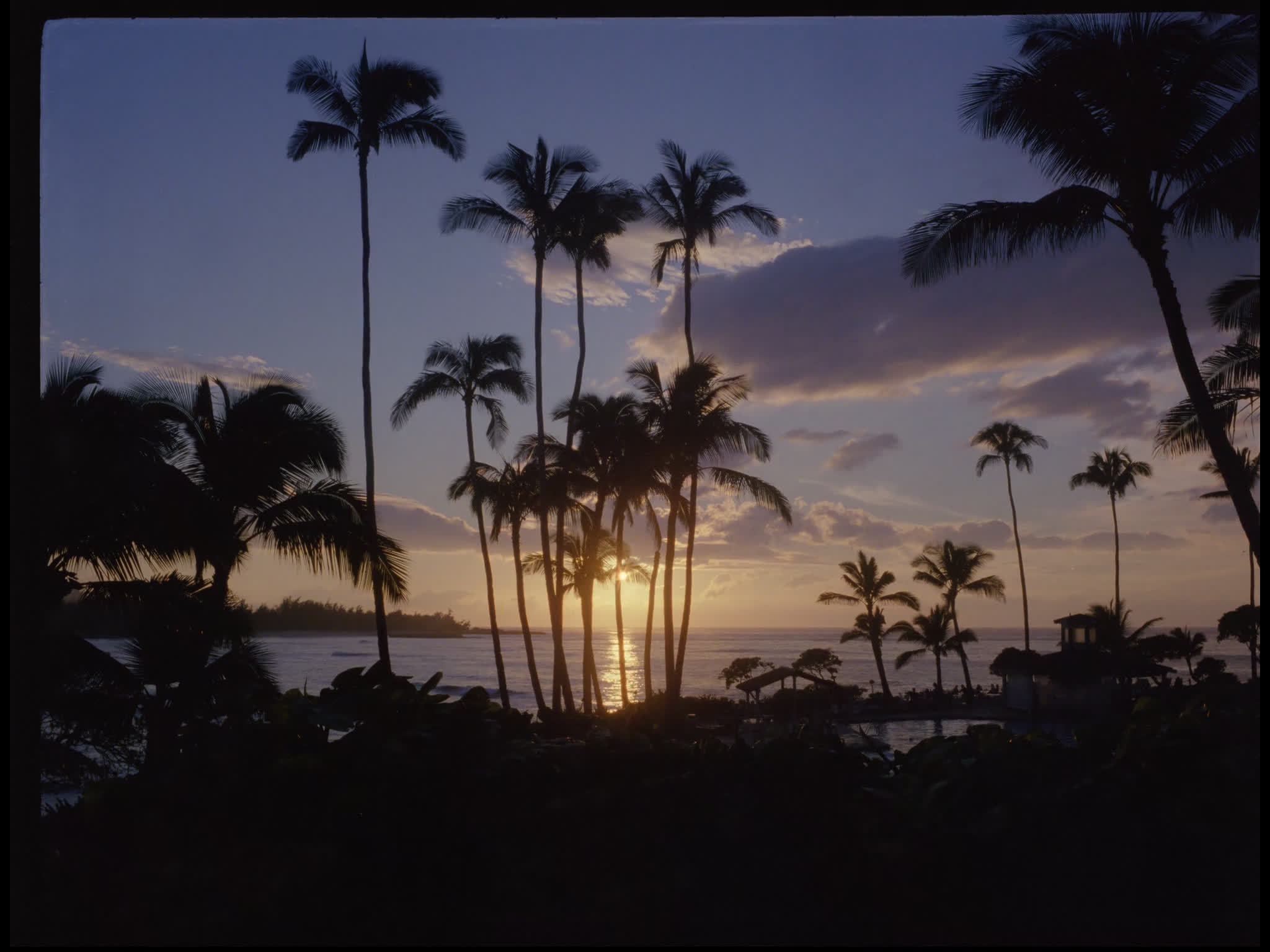 Honolulu Palm Trees at Sunset