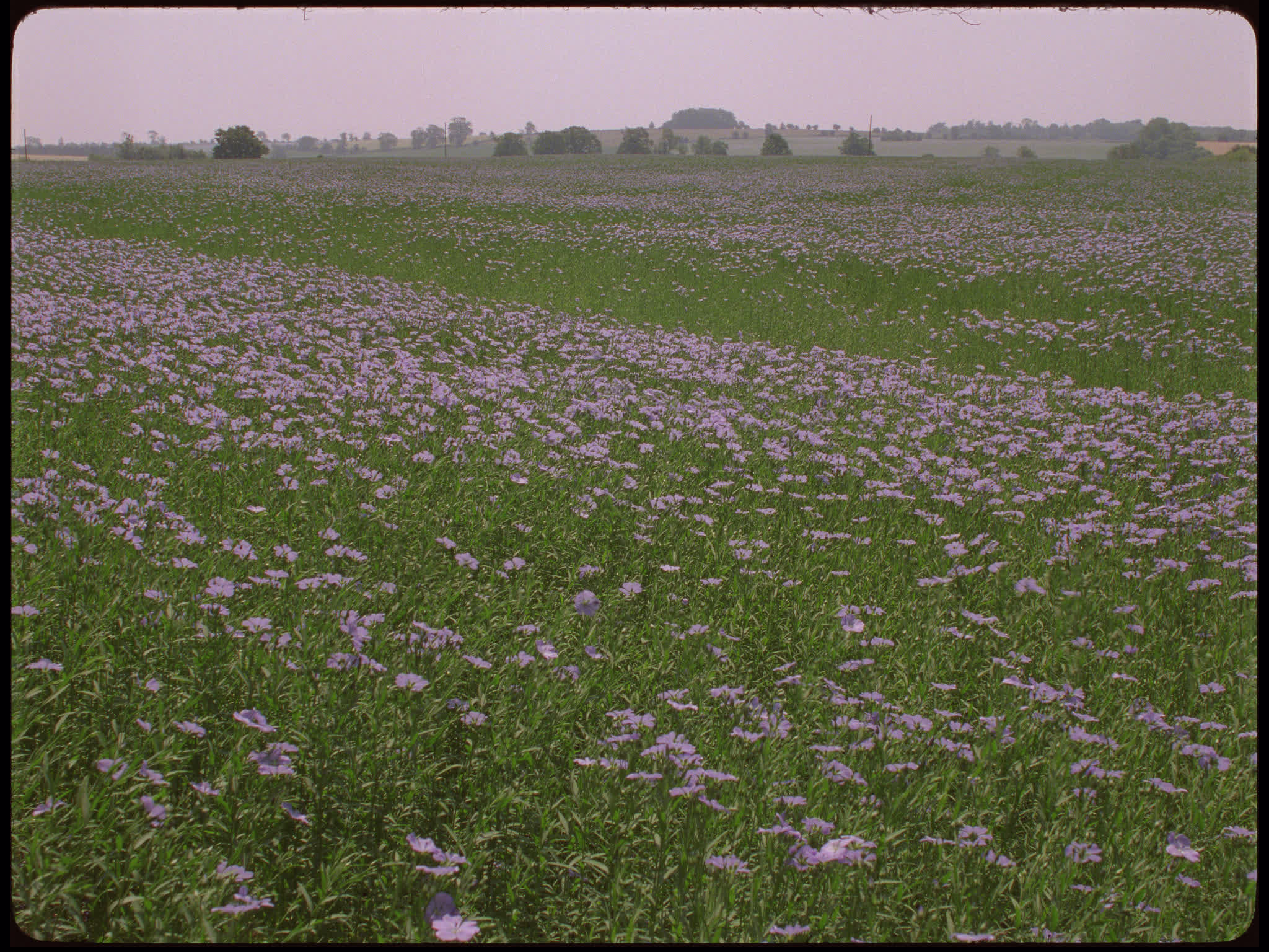 Blue Flax Flowers