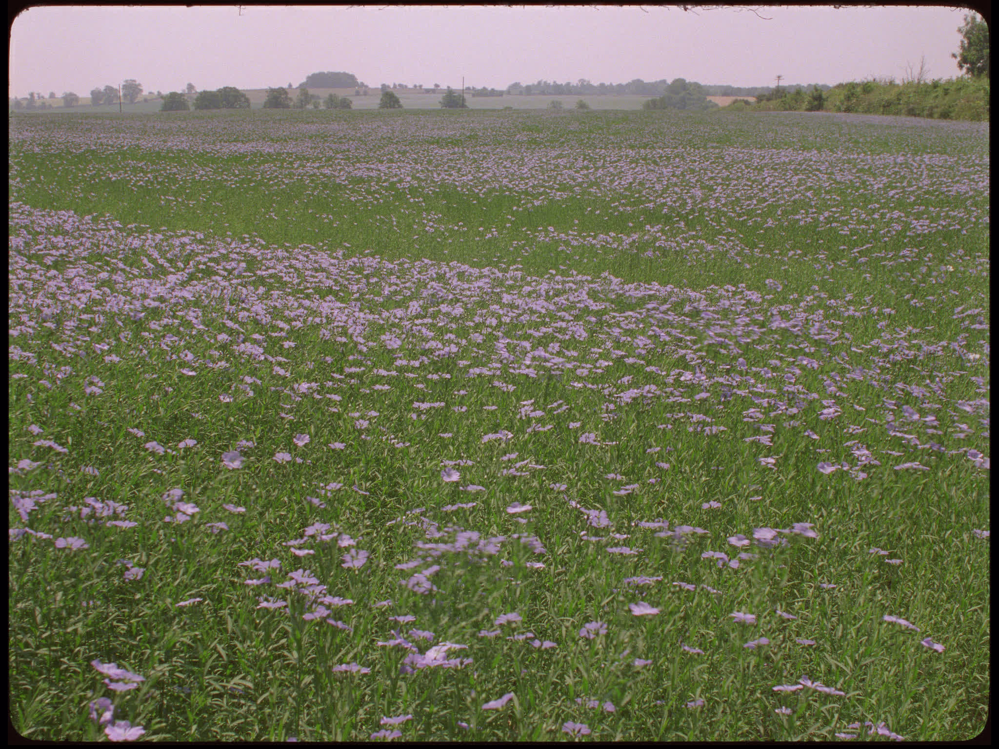 Blue Flax Flowers