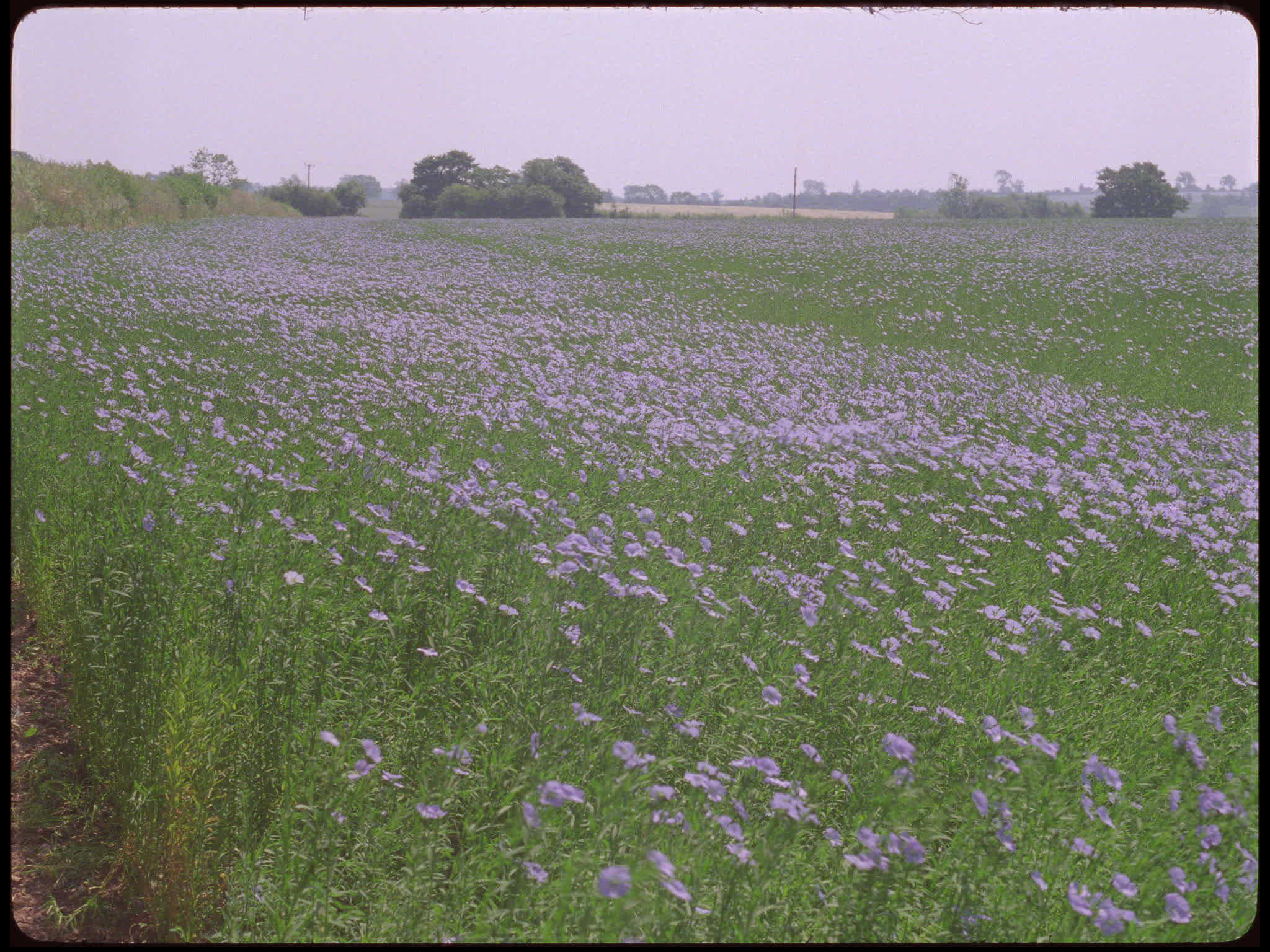 Blue Flax Flowers
