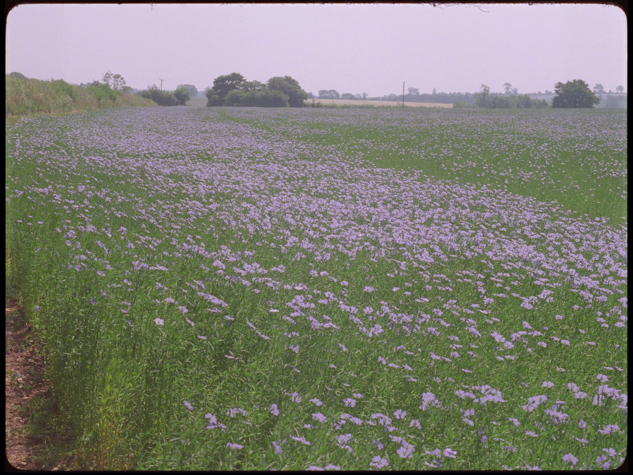 Blue Flax Flowers