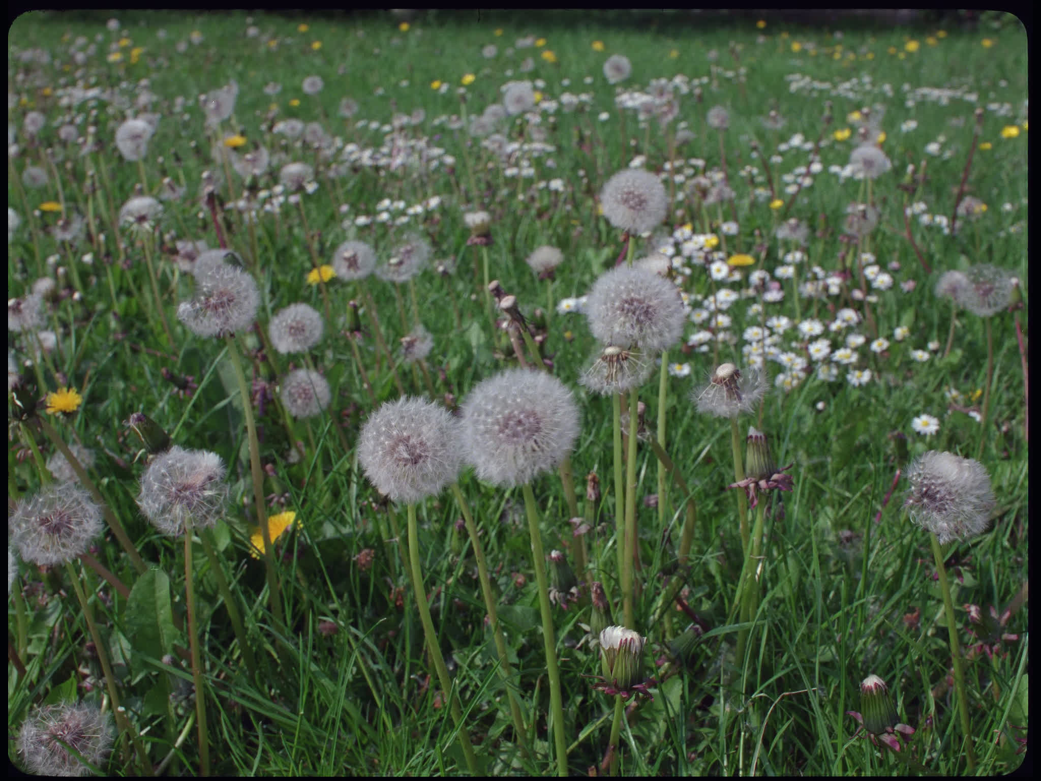 Dandelion Field