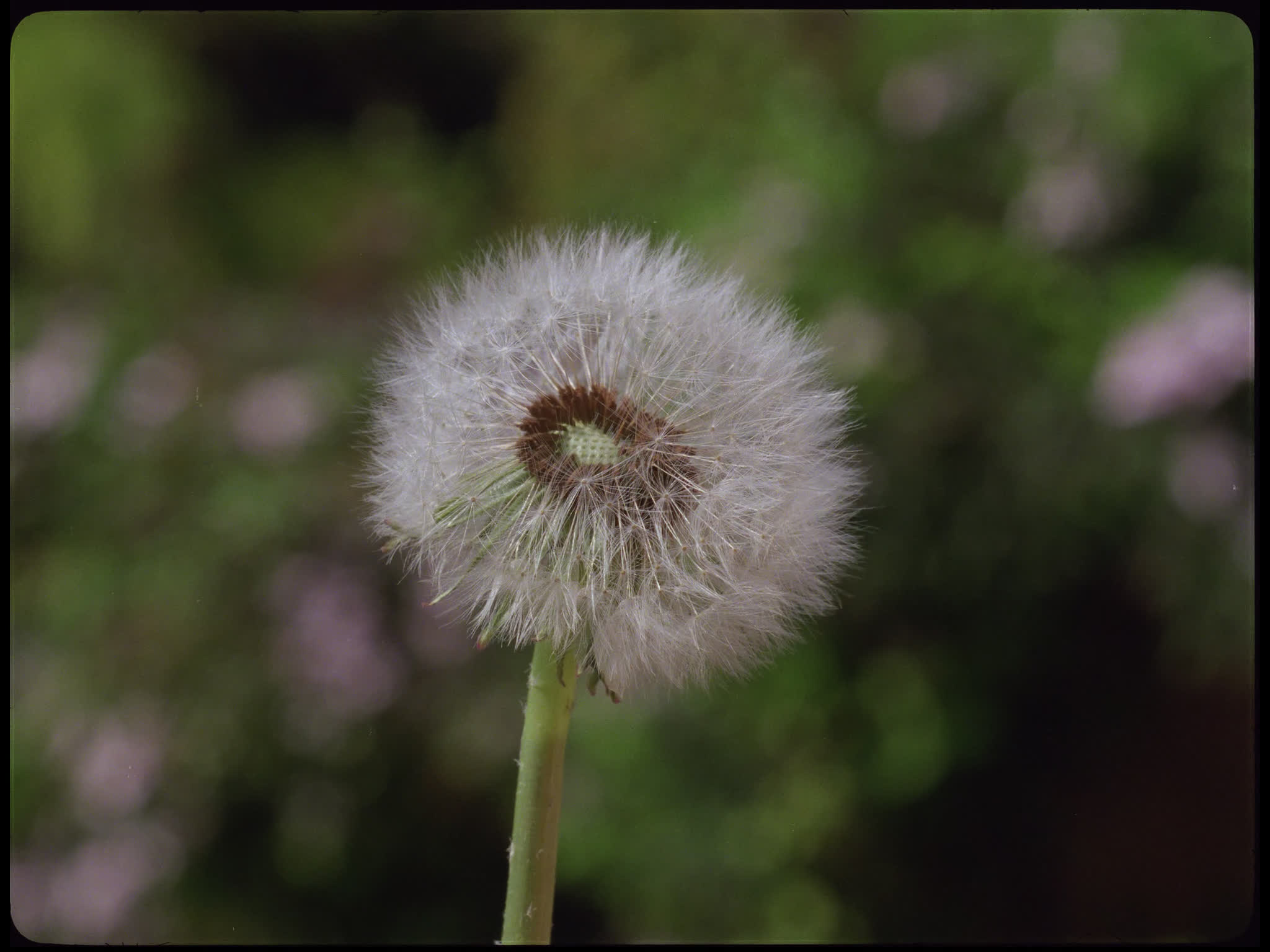 Dandelion Seed Blowing
