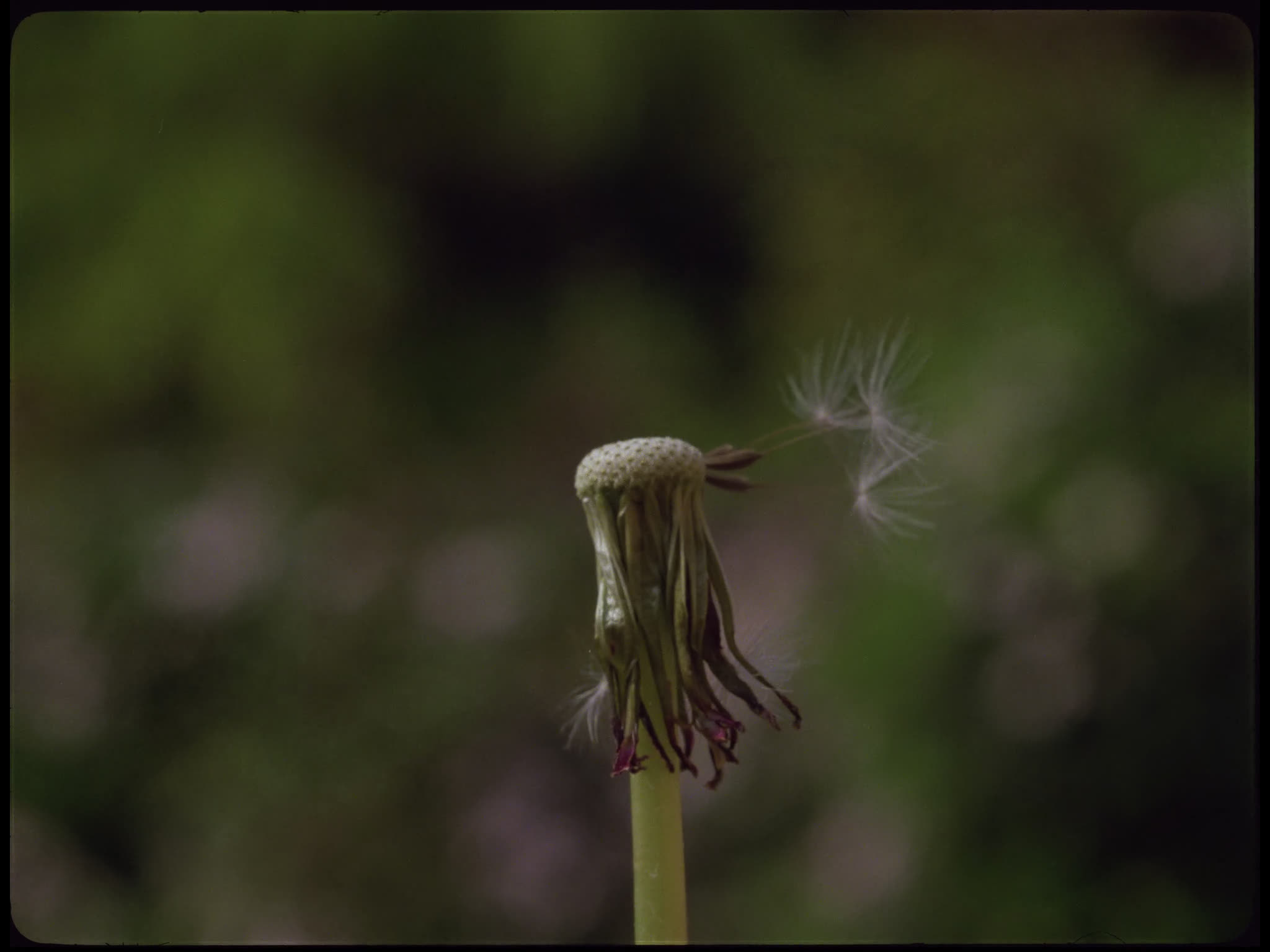 Dandelion Seed Blowing
