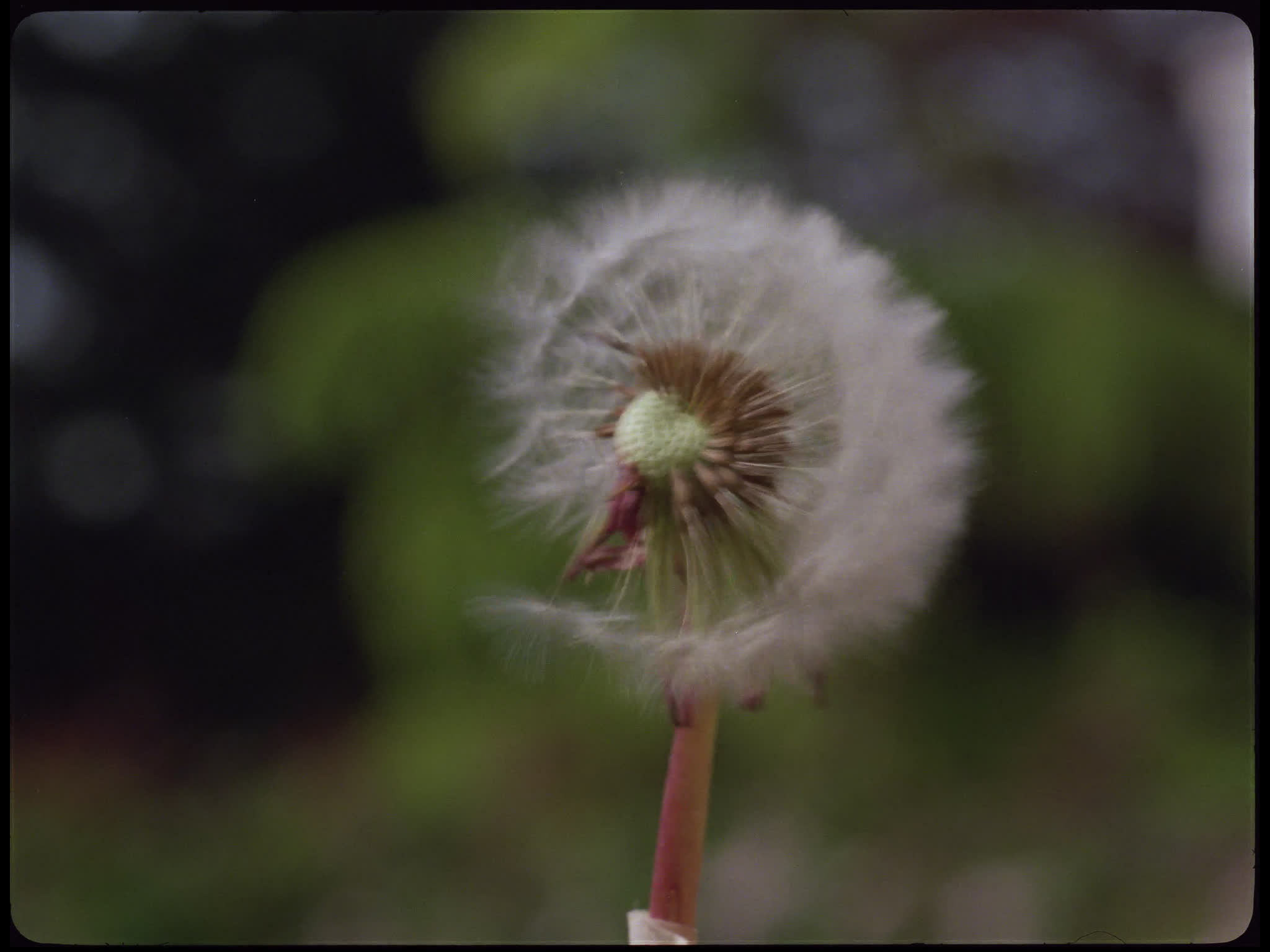 Dandelion Seed Blowing