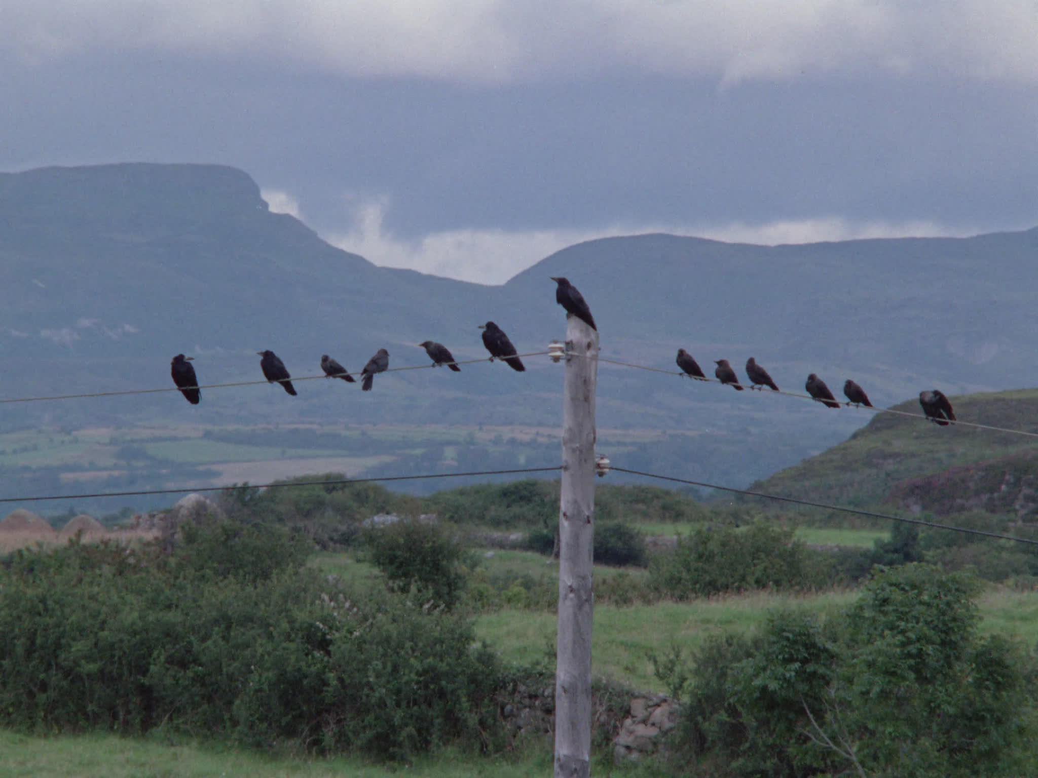 Birds on Utility Pole