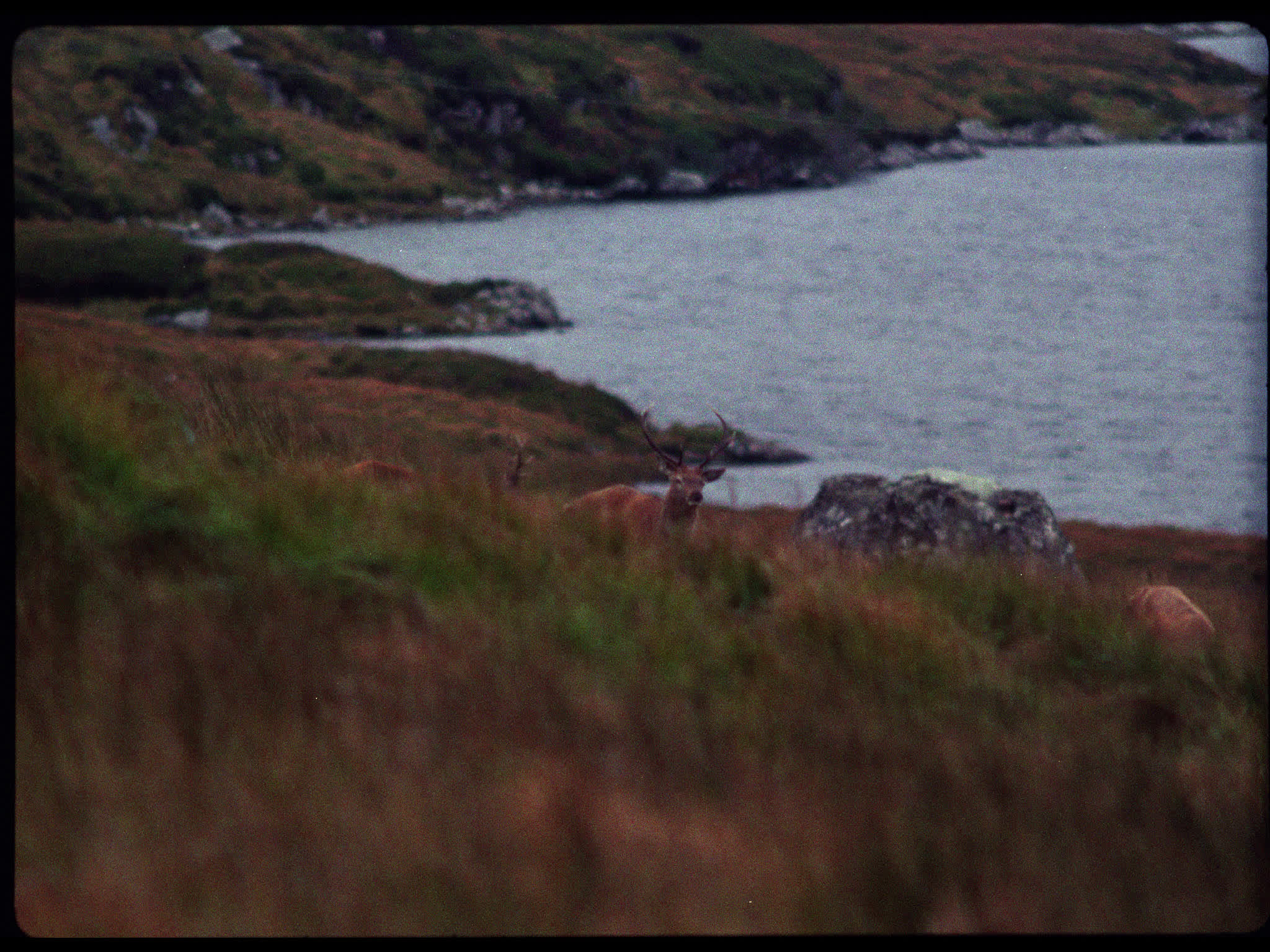 Stags