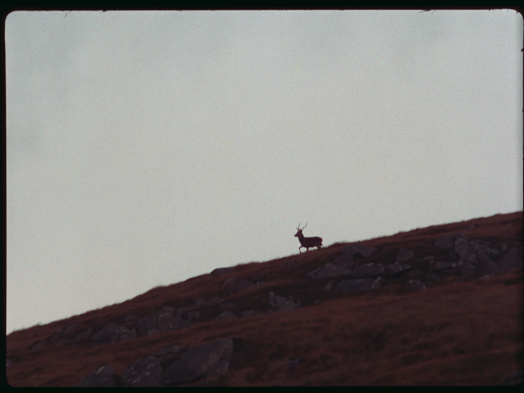 Stag
