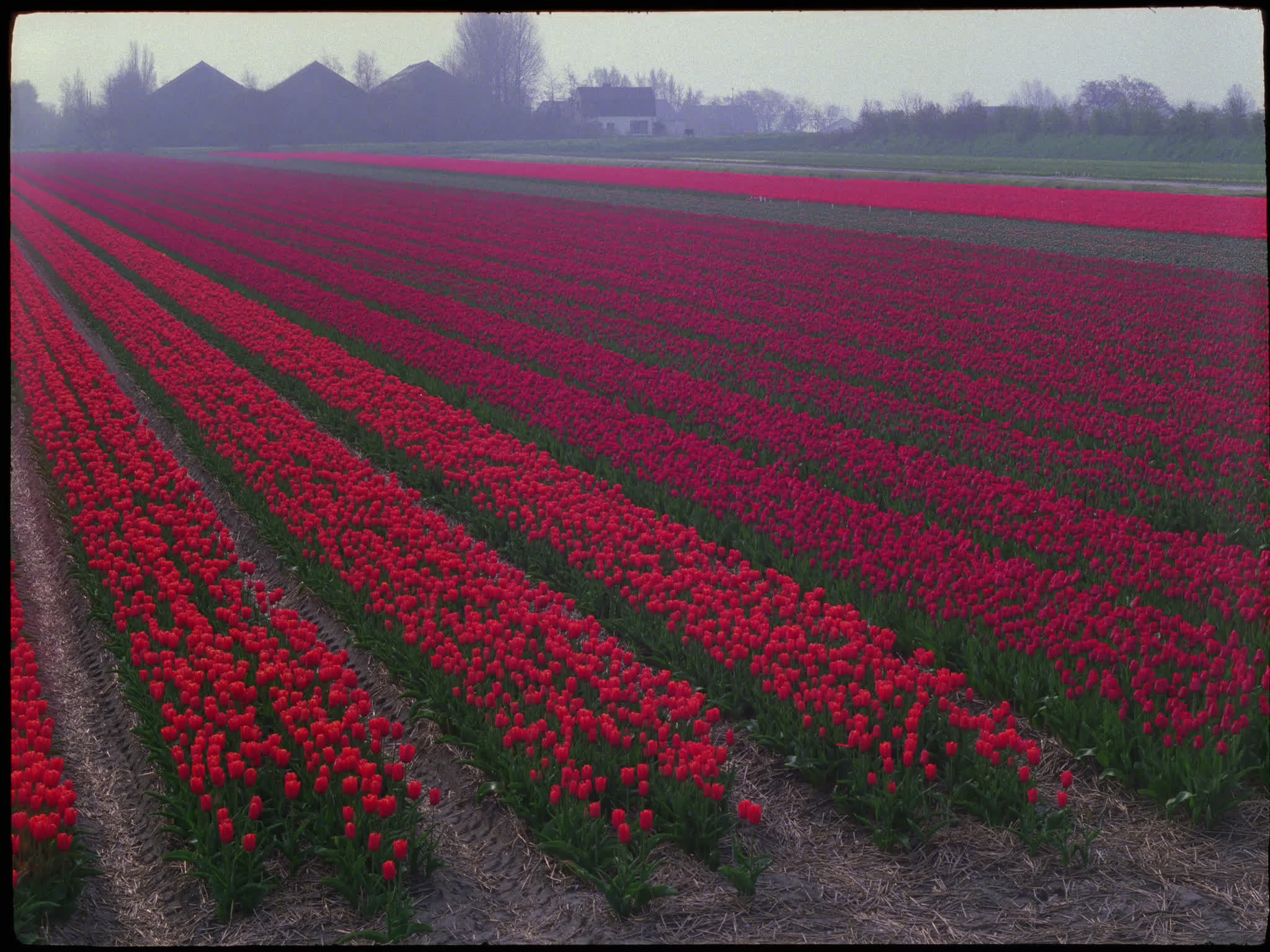 Red Tulips in bulb field