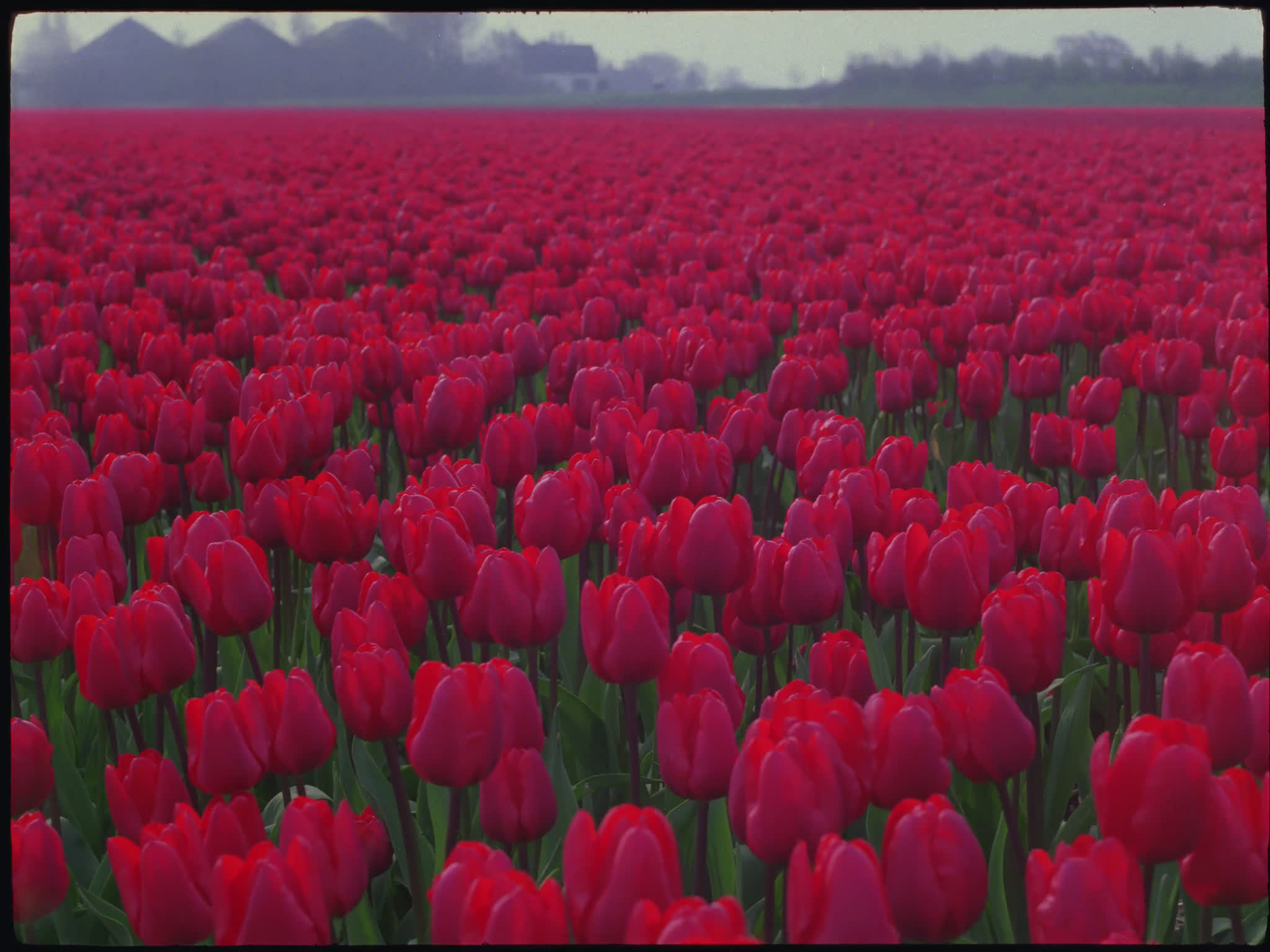 Red Tulips in field blowing in the wind
