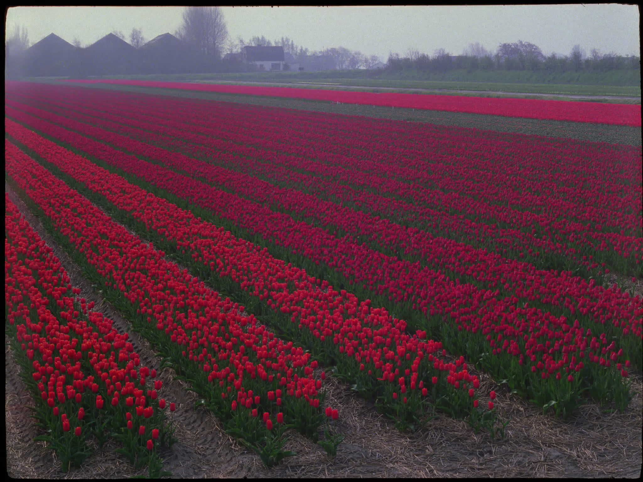 Red Tulips in a Field