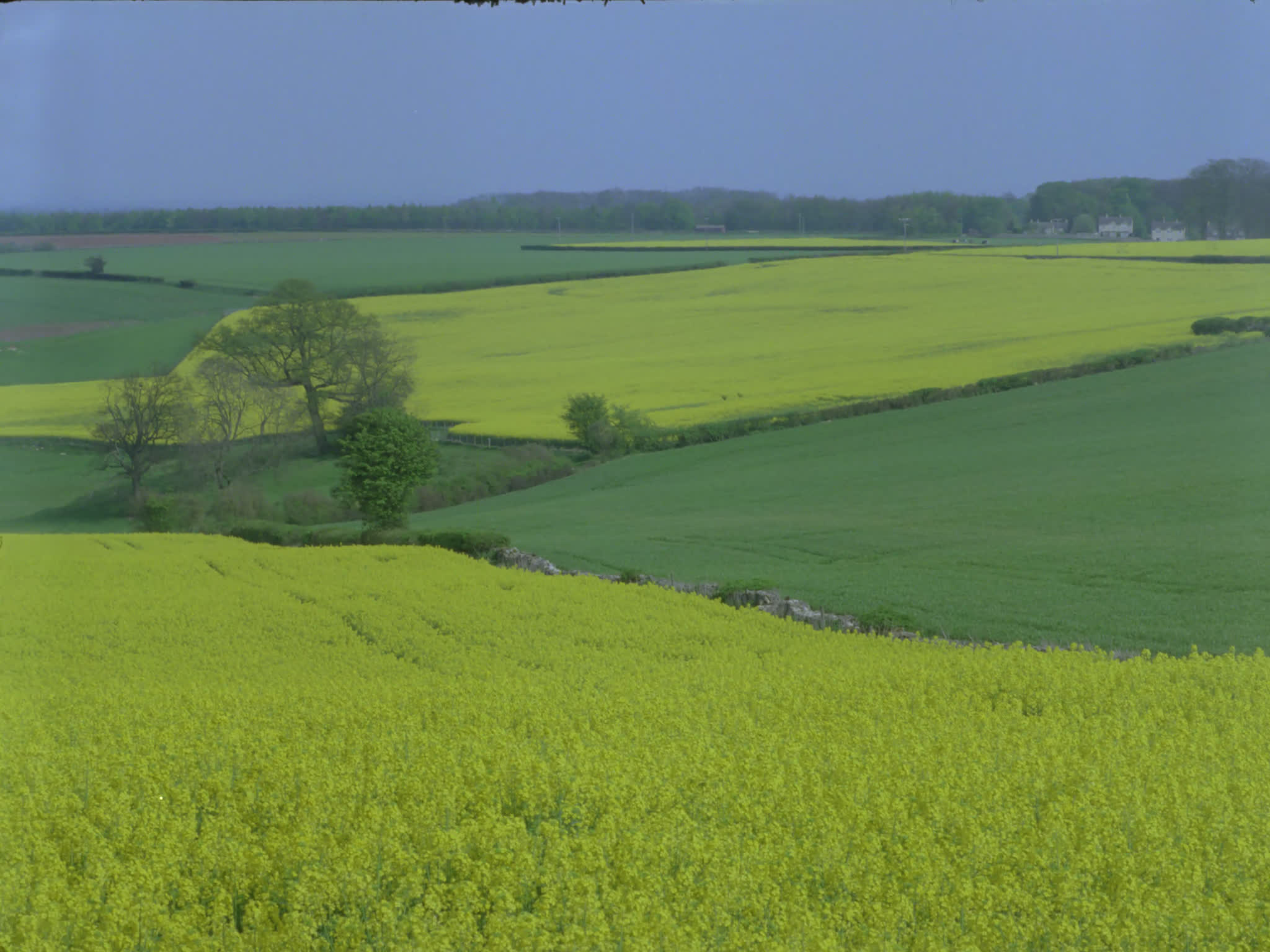 Field of Green Wheat