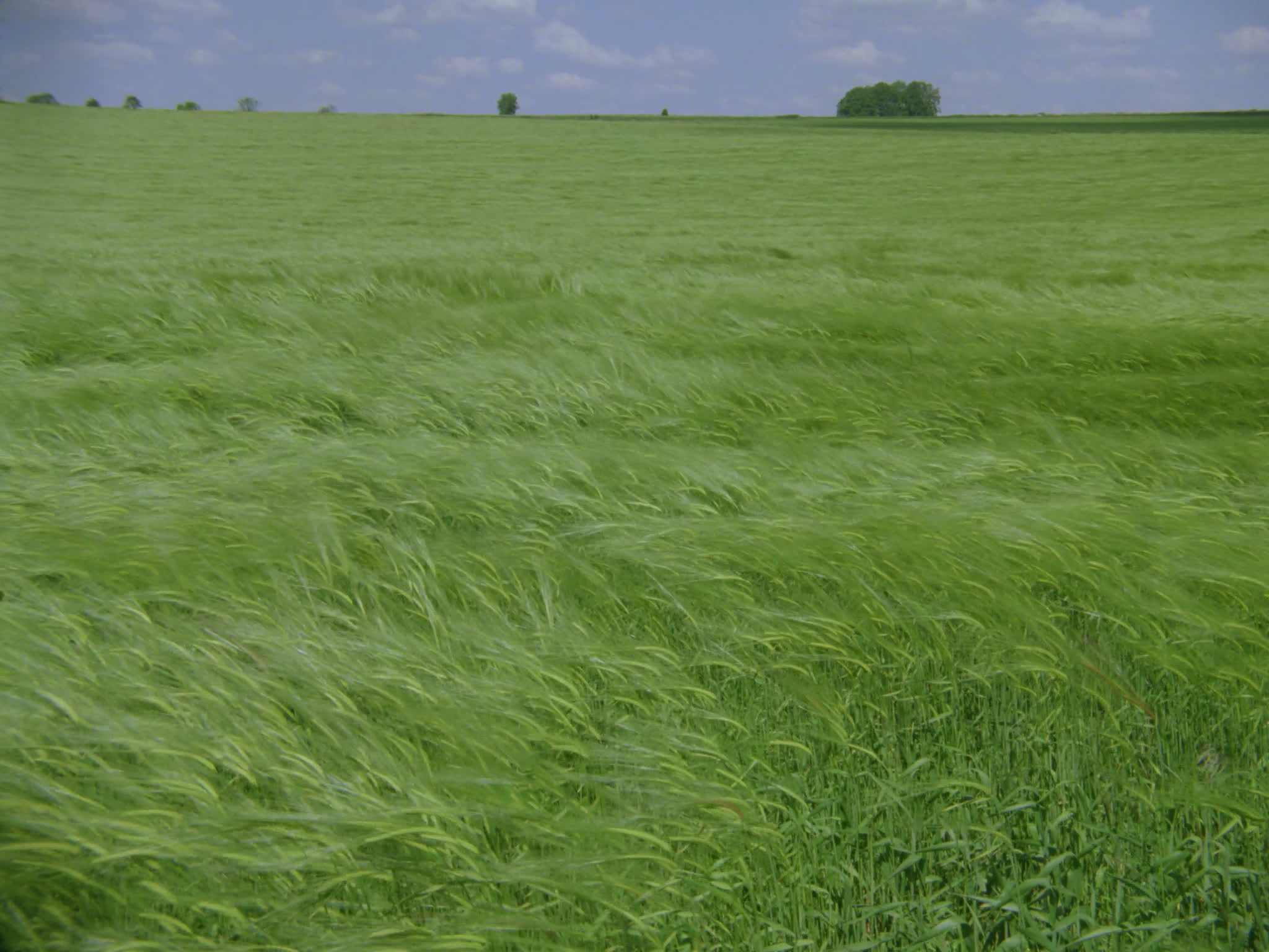 Field of Green Wheat